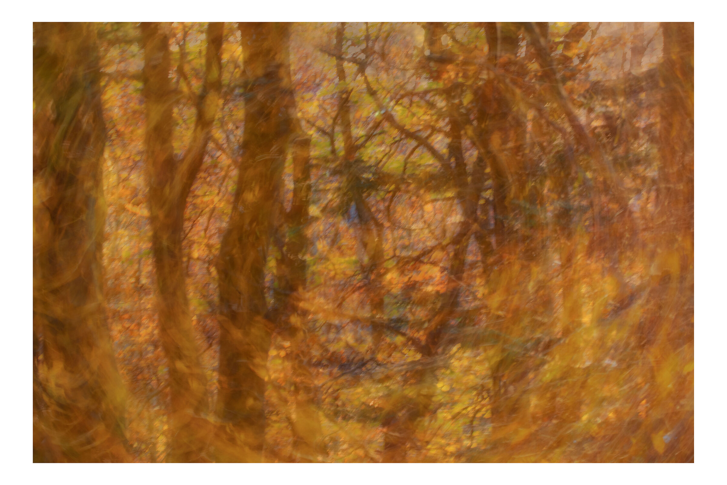 The great forest fire - 2