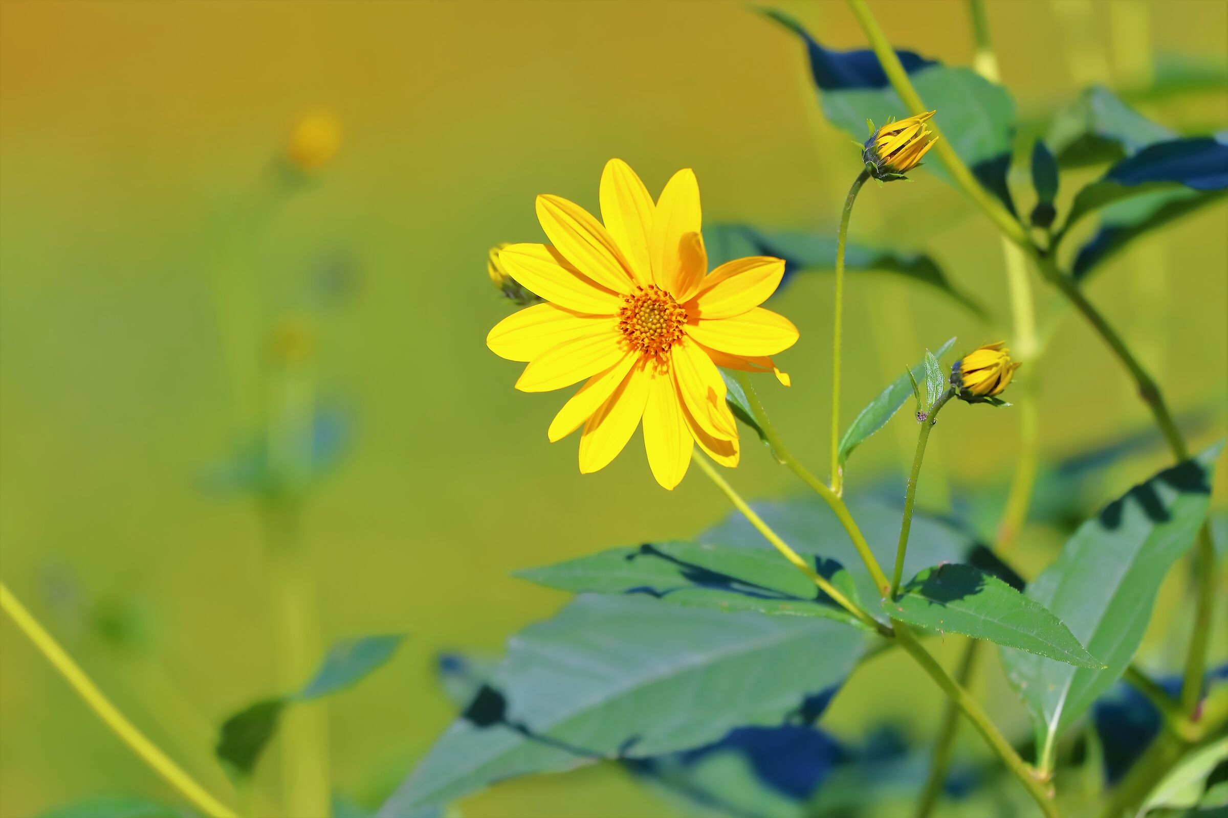 Helianthus 02-10-2022