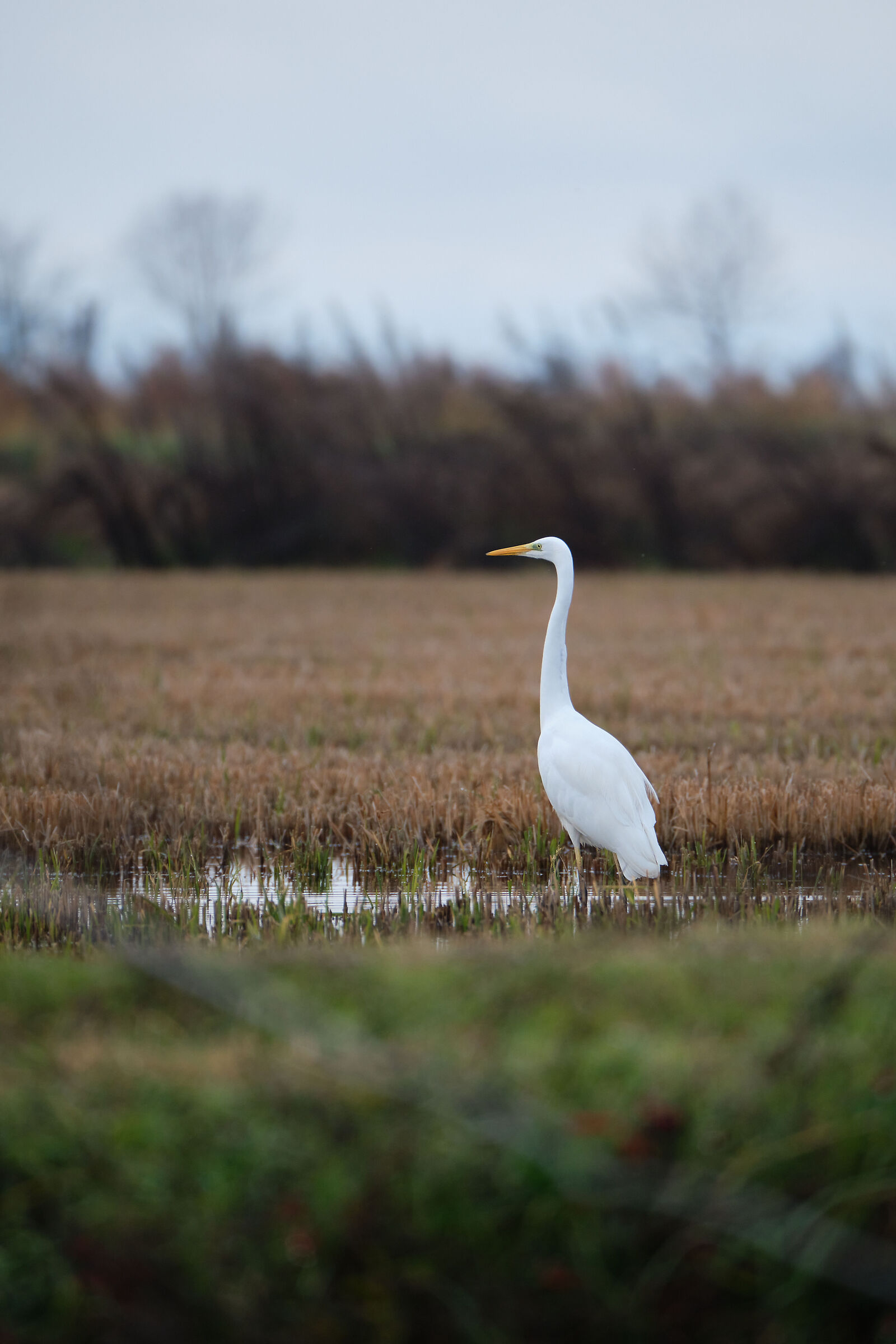 Egret