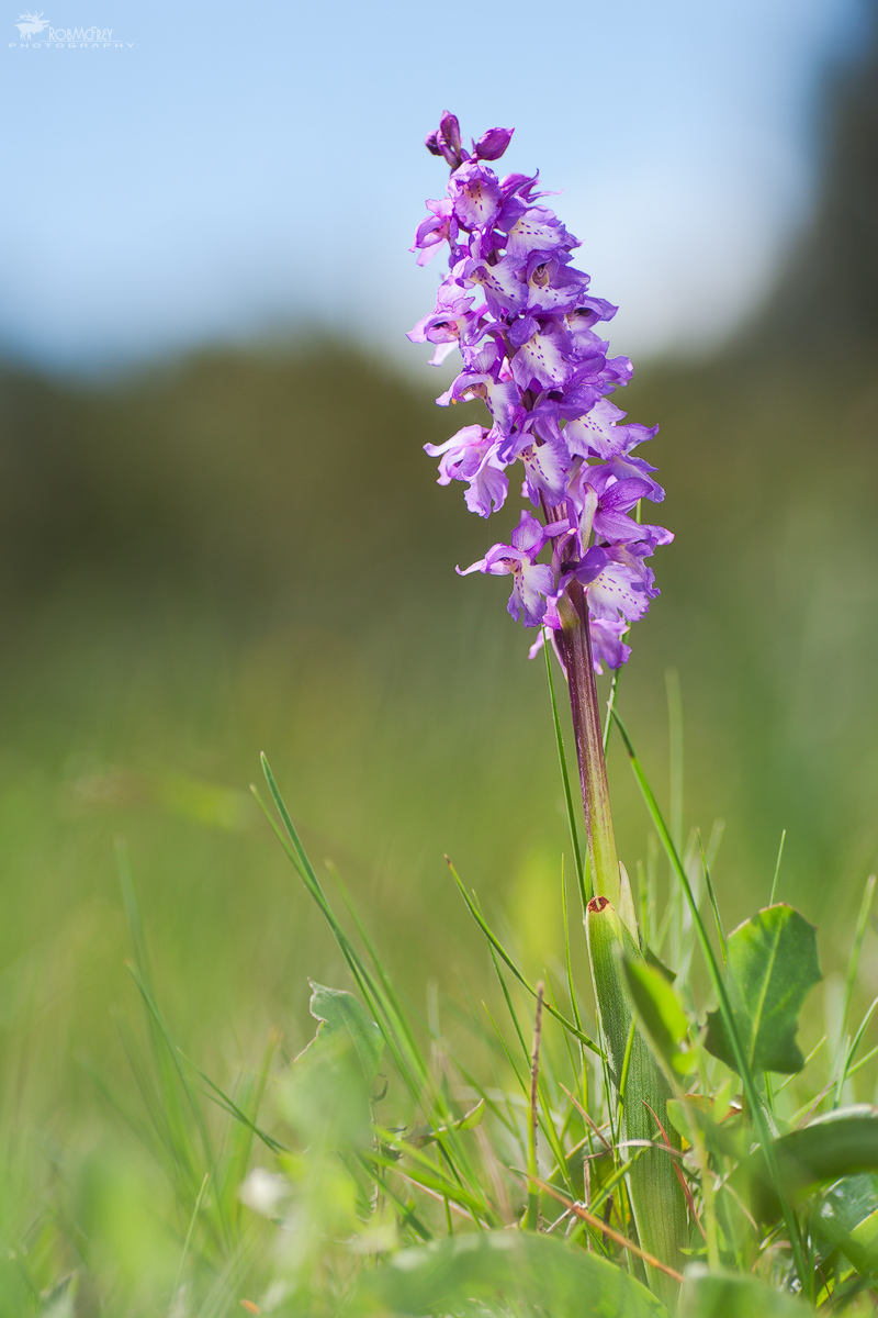 Orchis mascula subsp. ichnusae