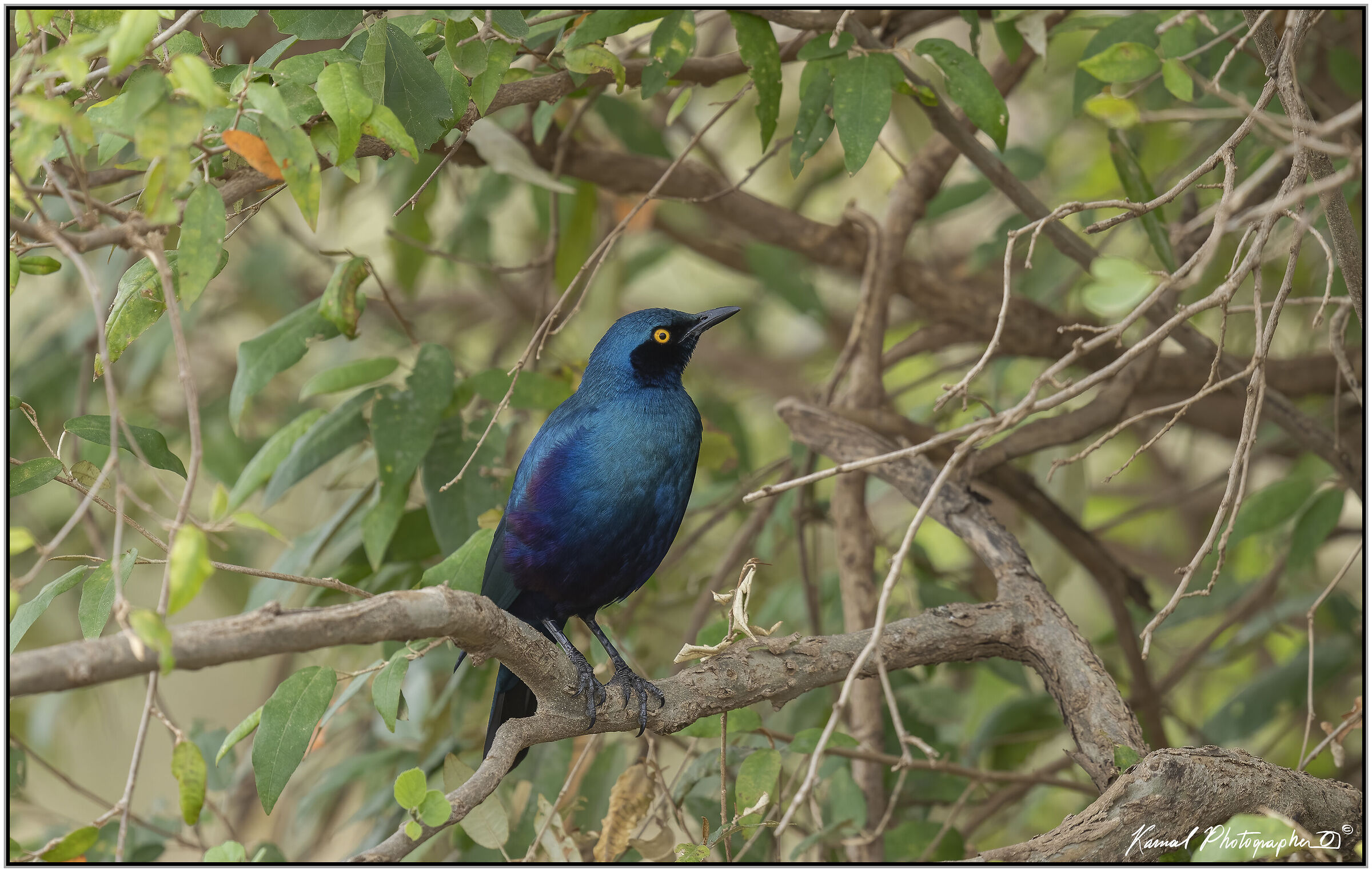 Lamprotornis chalybaeus