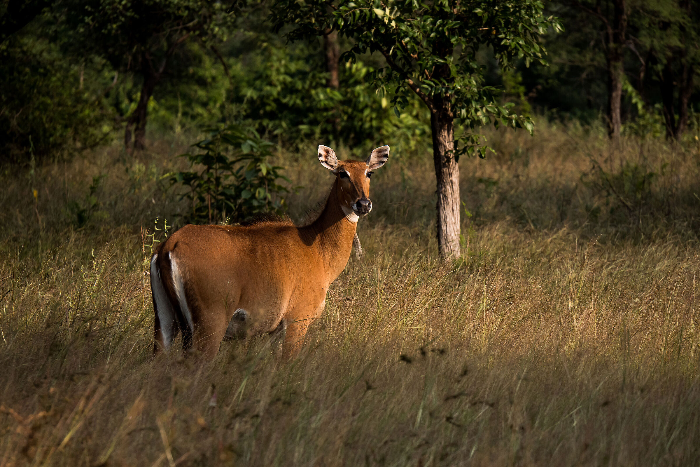 Antelope - Panna National Park - India 2022