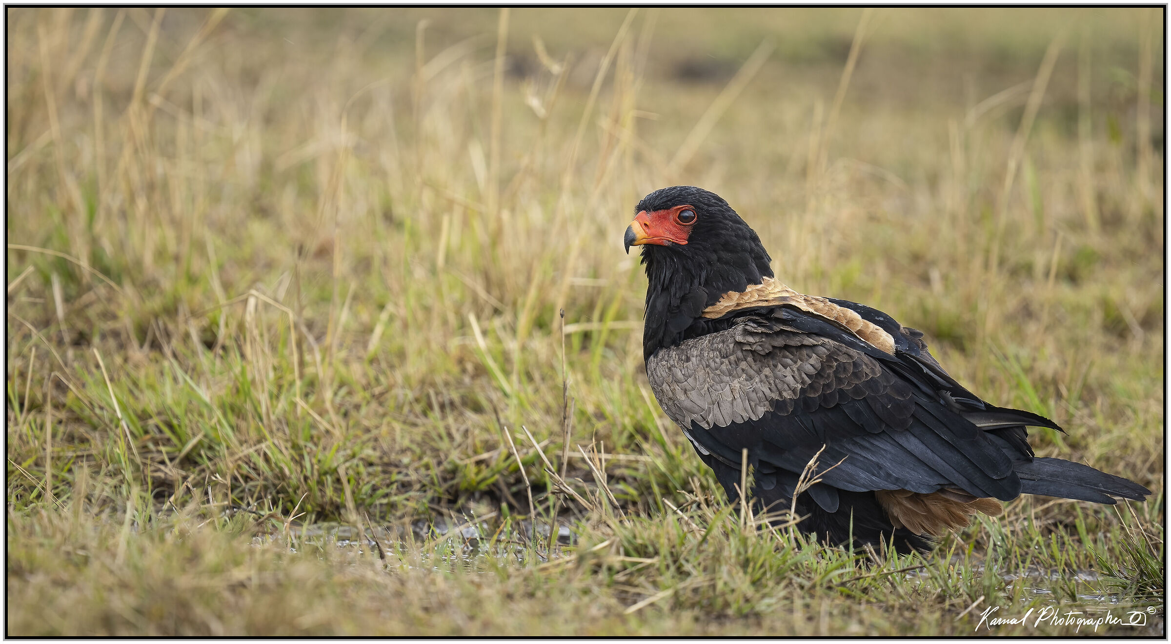 Terathopius ecaudatus