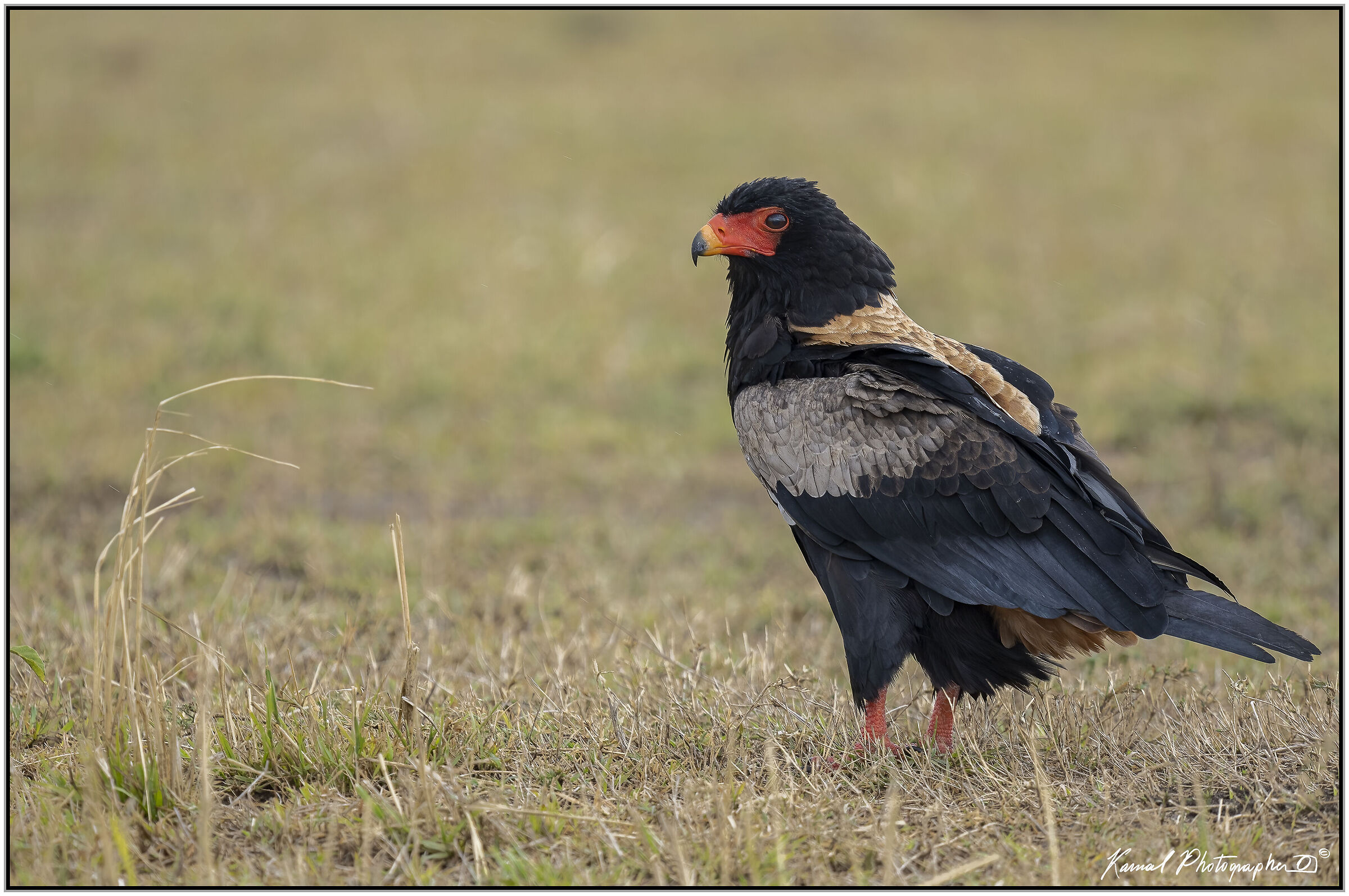 Terathopius ecaudatus