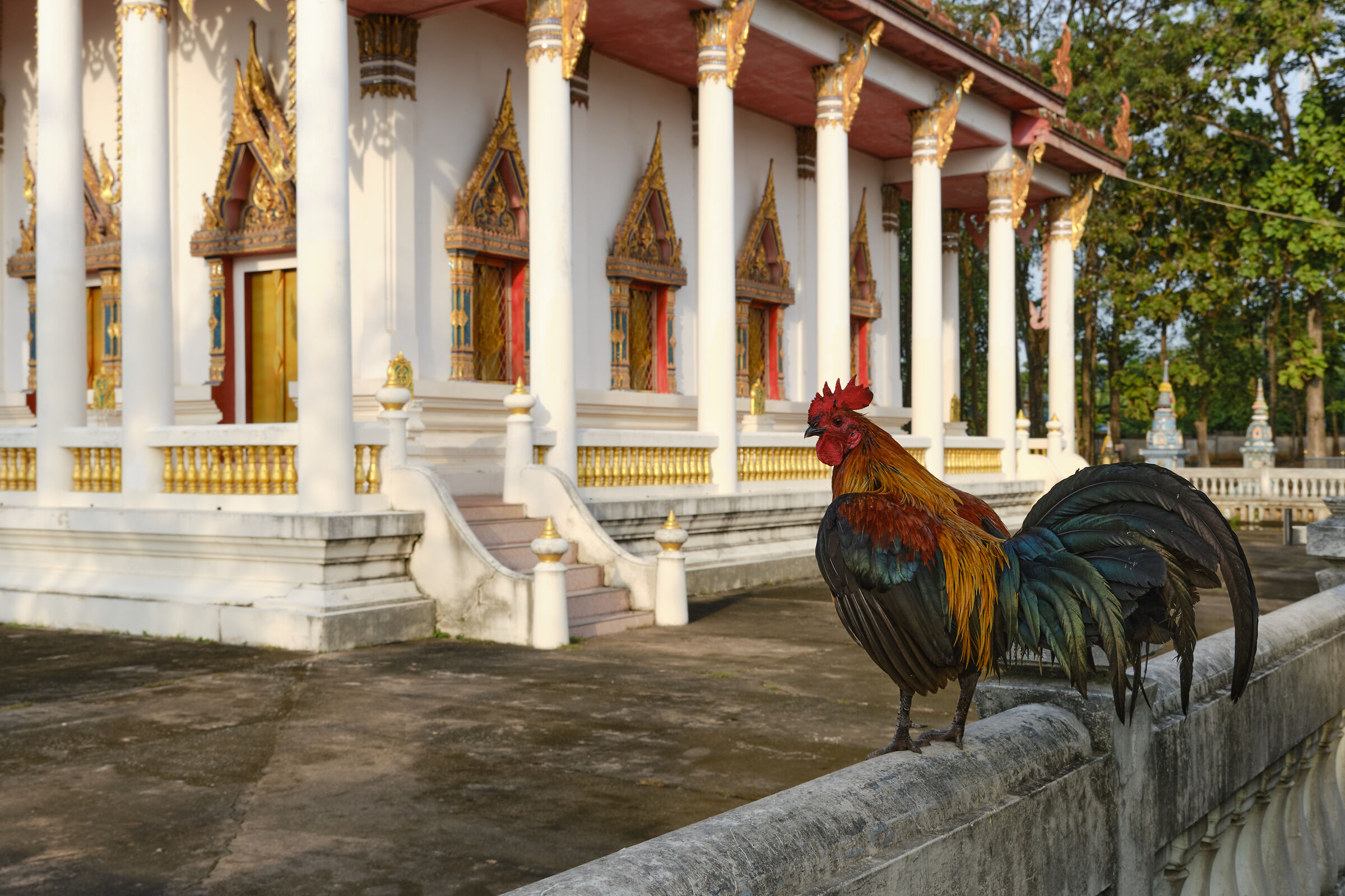 The rooster of the temple