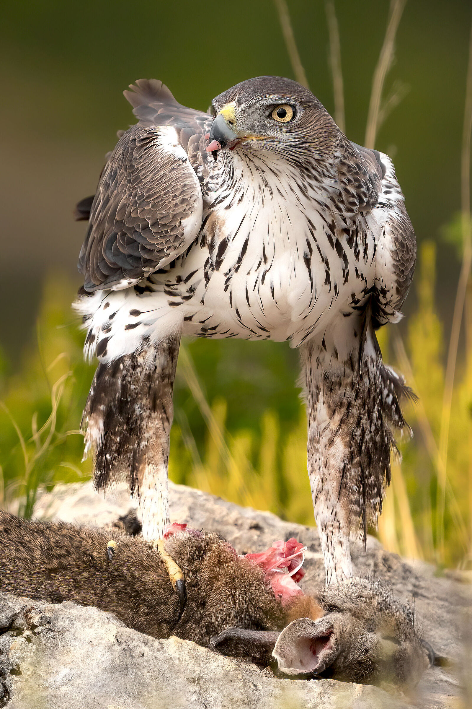 Bonelli's Eagle
