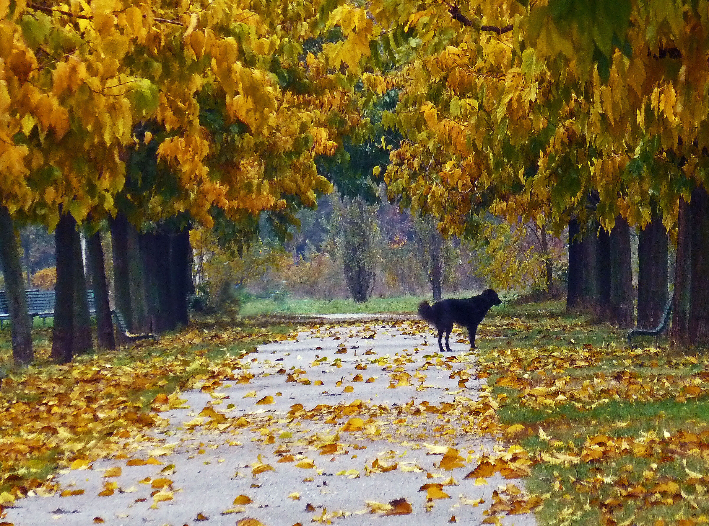 non c'è in giro nemmeno un..