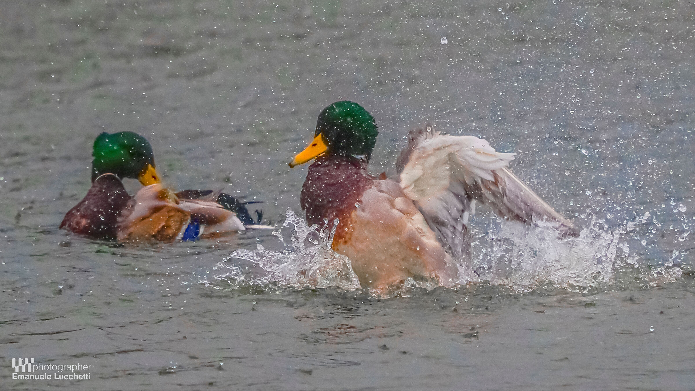 Mallards