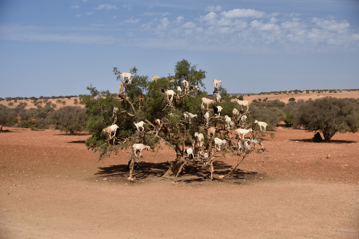 Argan