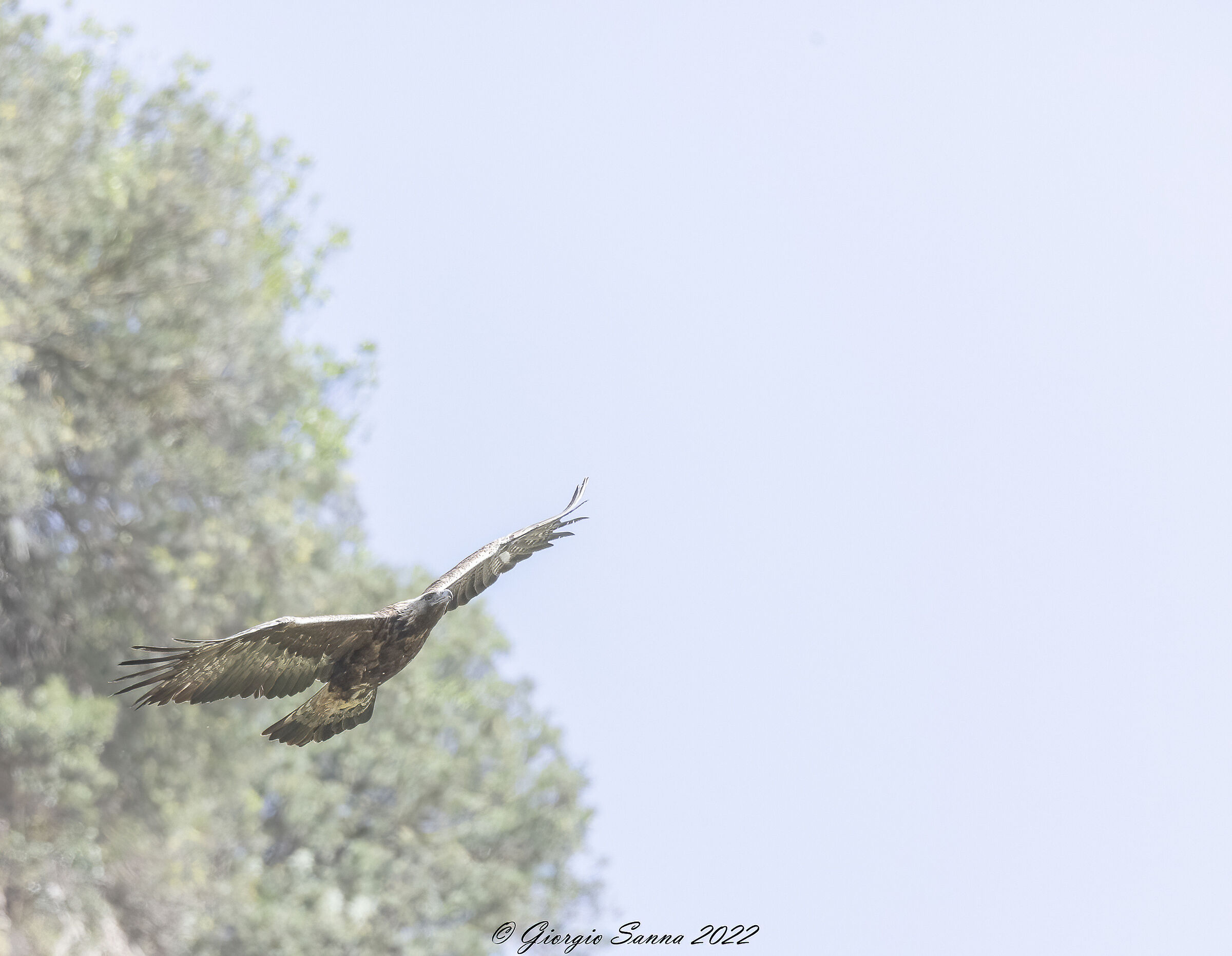 Golden eagle