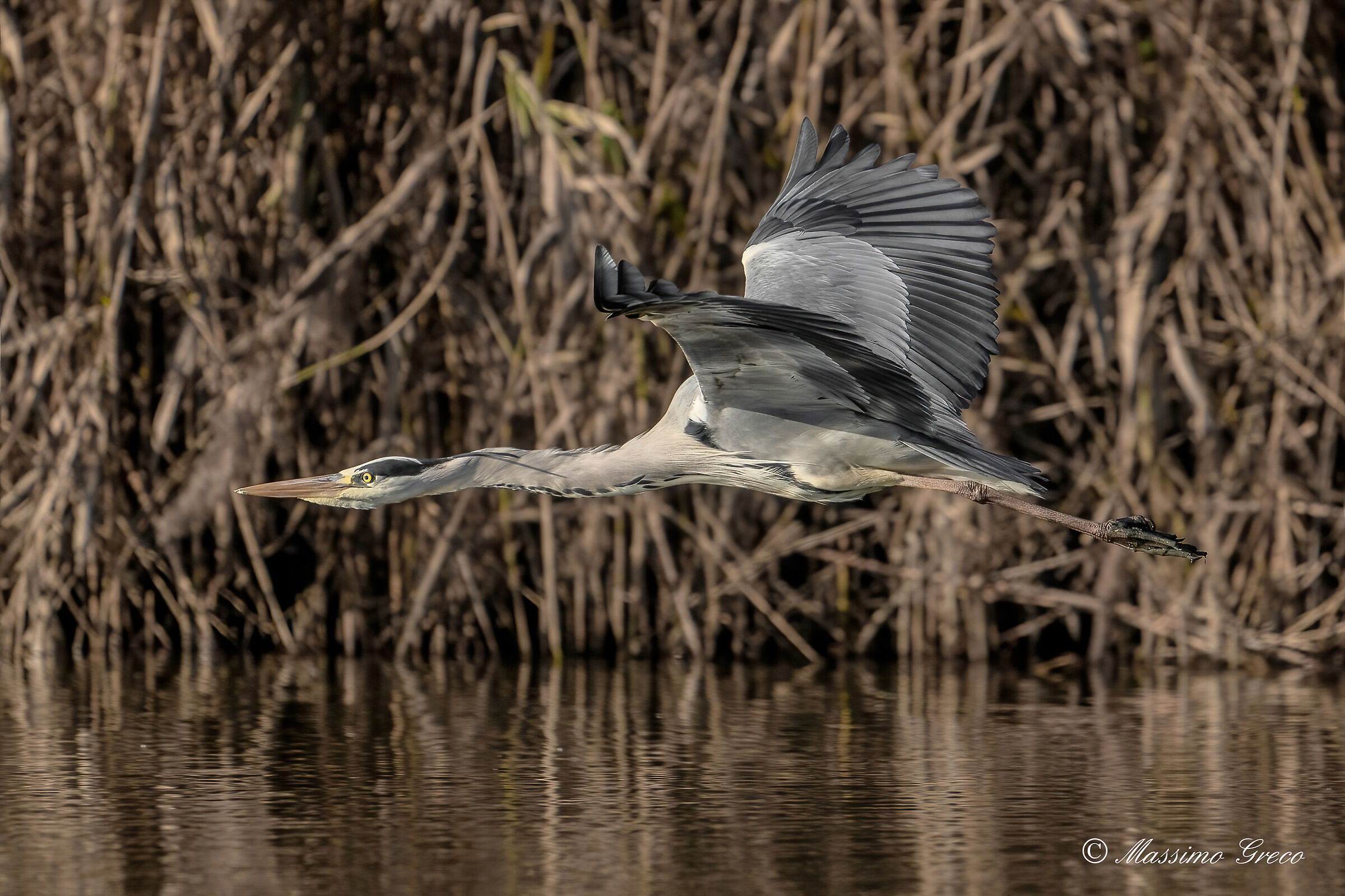 Grey heron