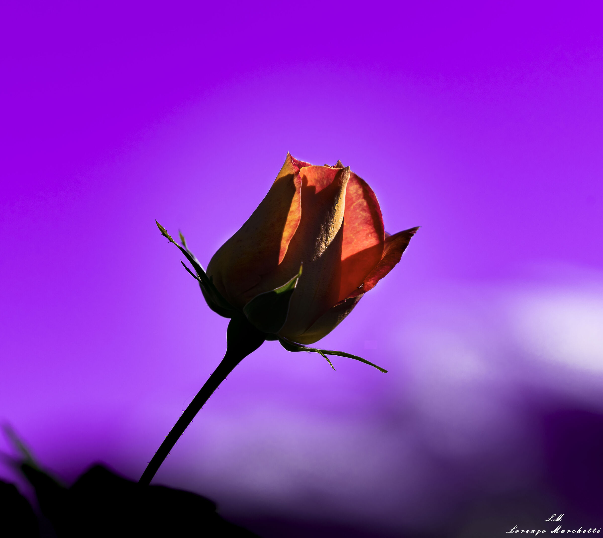 L'invidia della viola