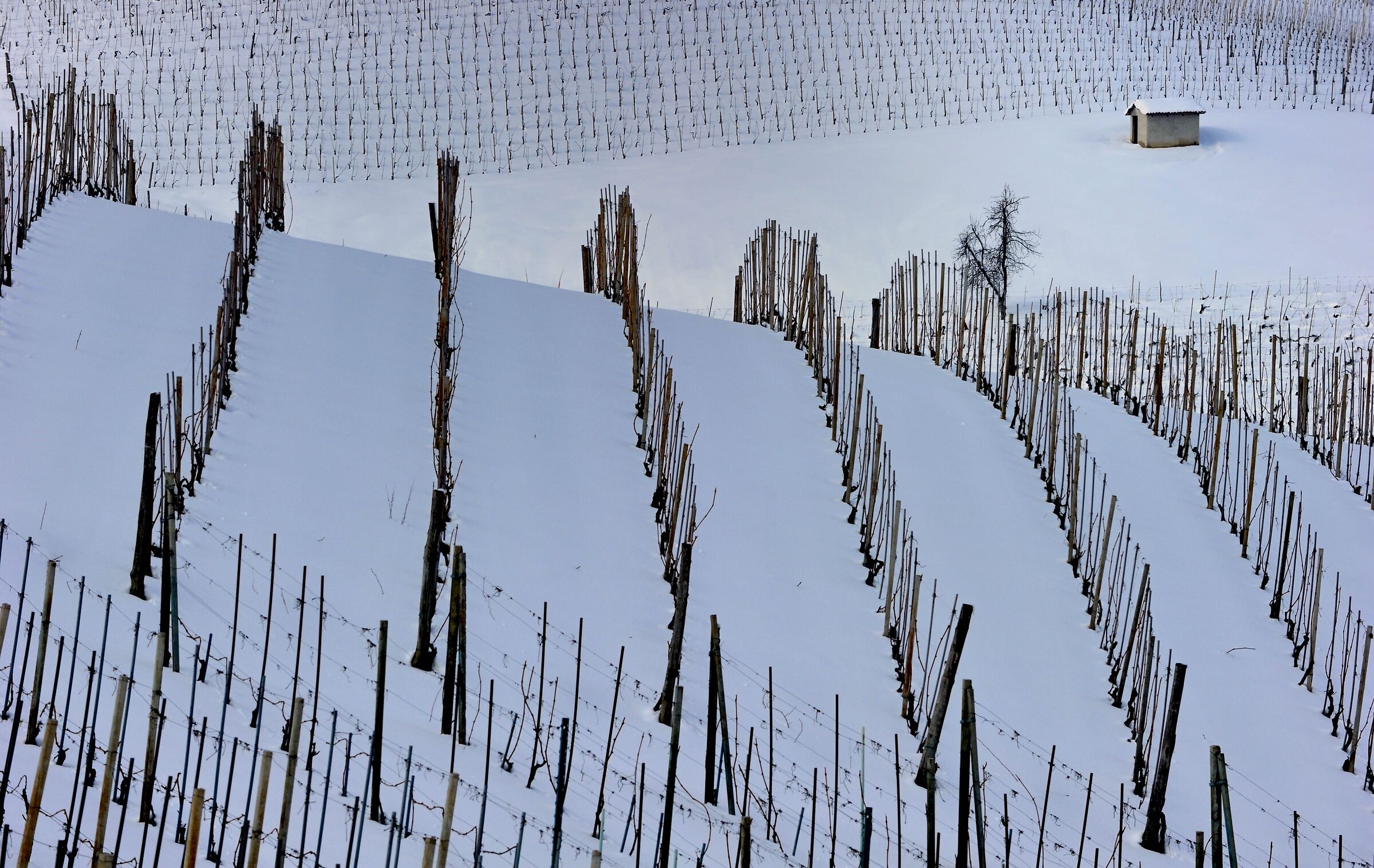 vingneti innescati a Barolo (Cuneo)