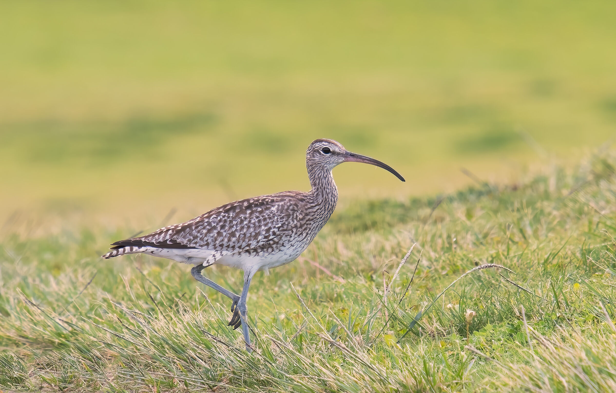 Little Curlew (Numenius phaeopus)