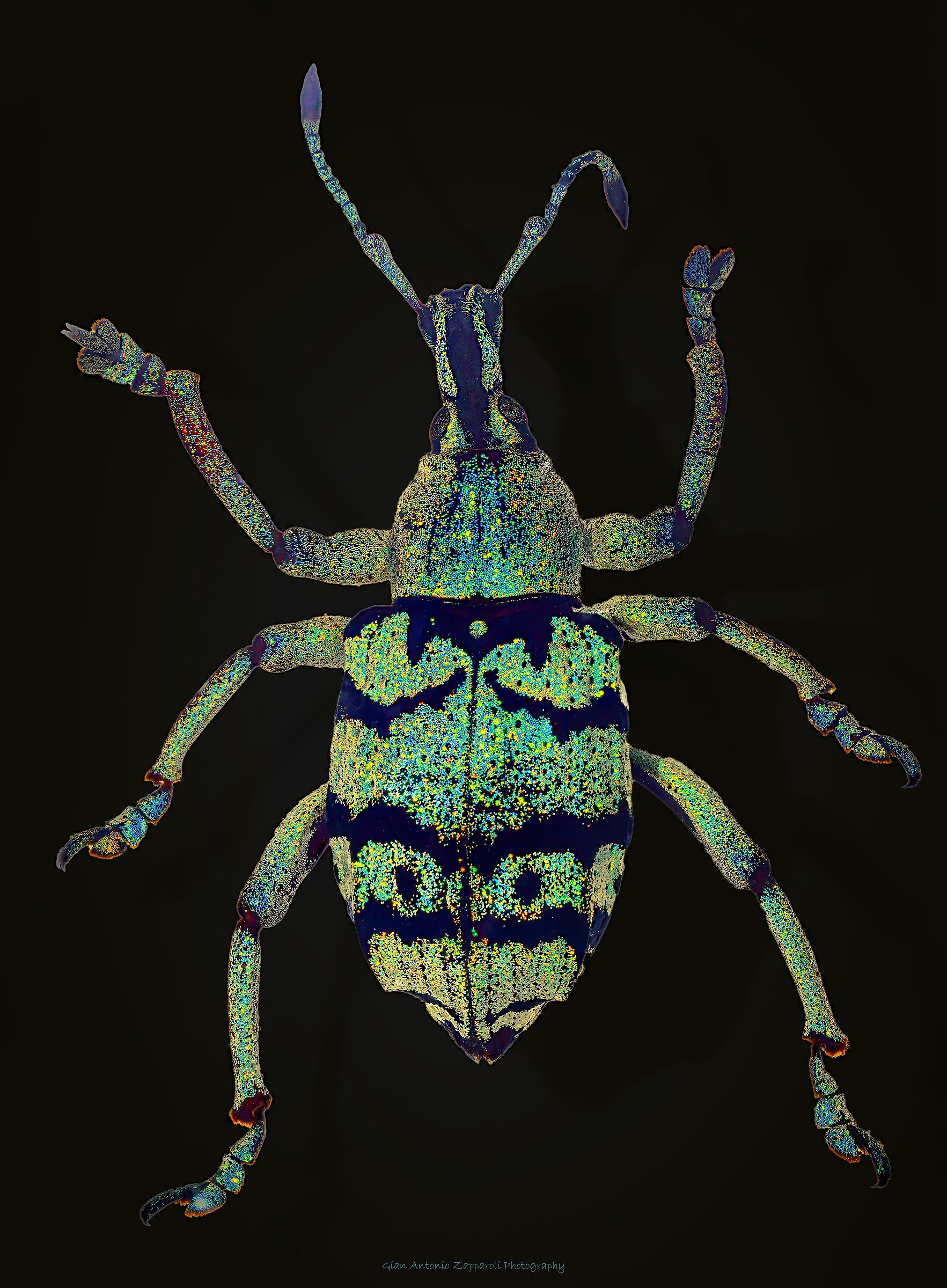 Tonchio azzurro (Schoenherri blu)