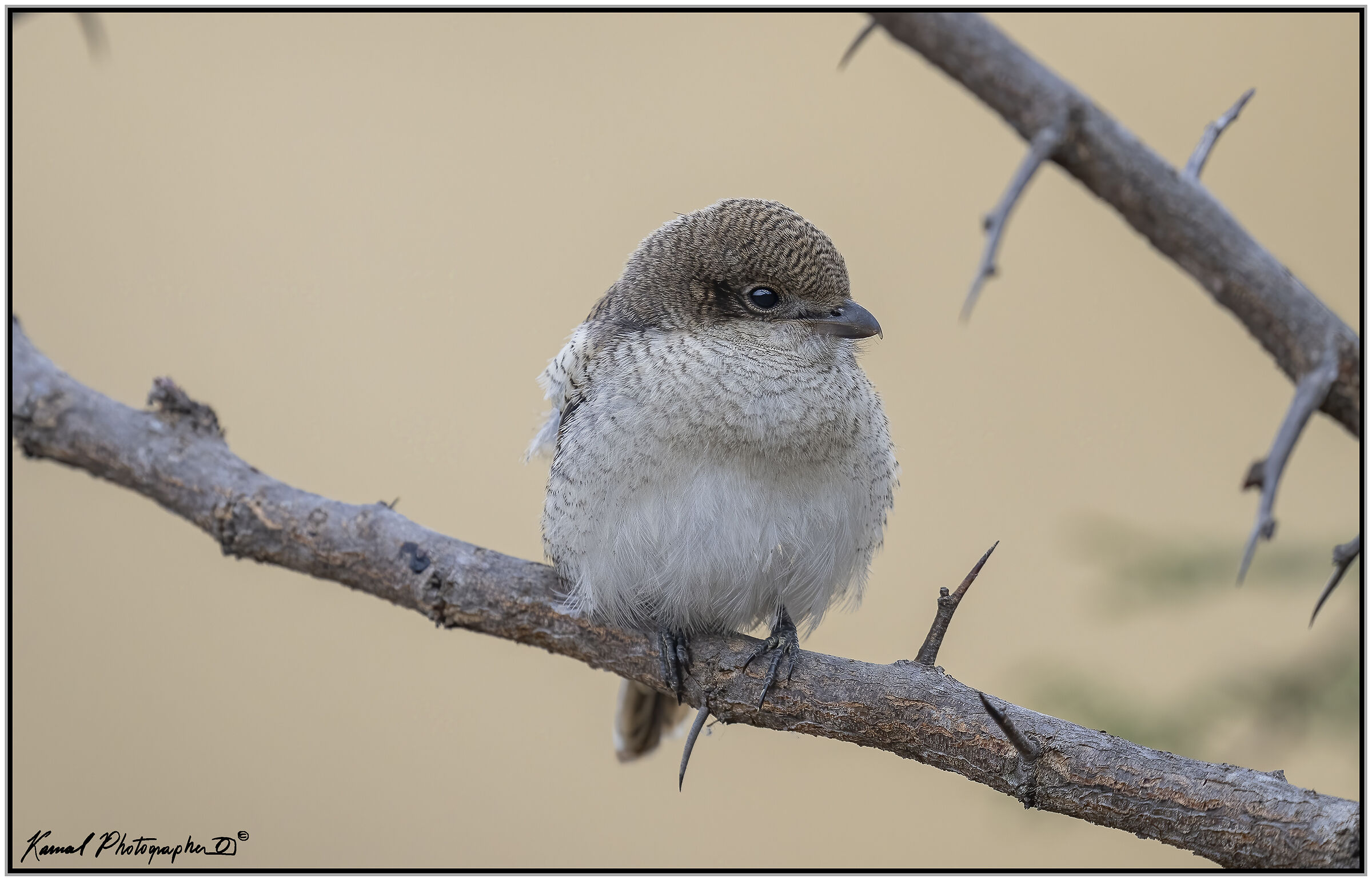 Lanius Humeralis (pullet)