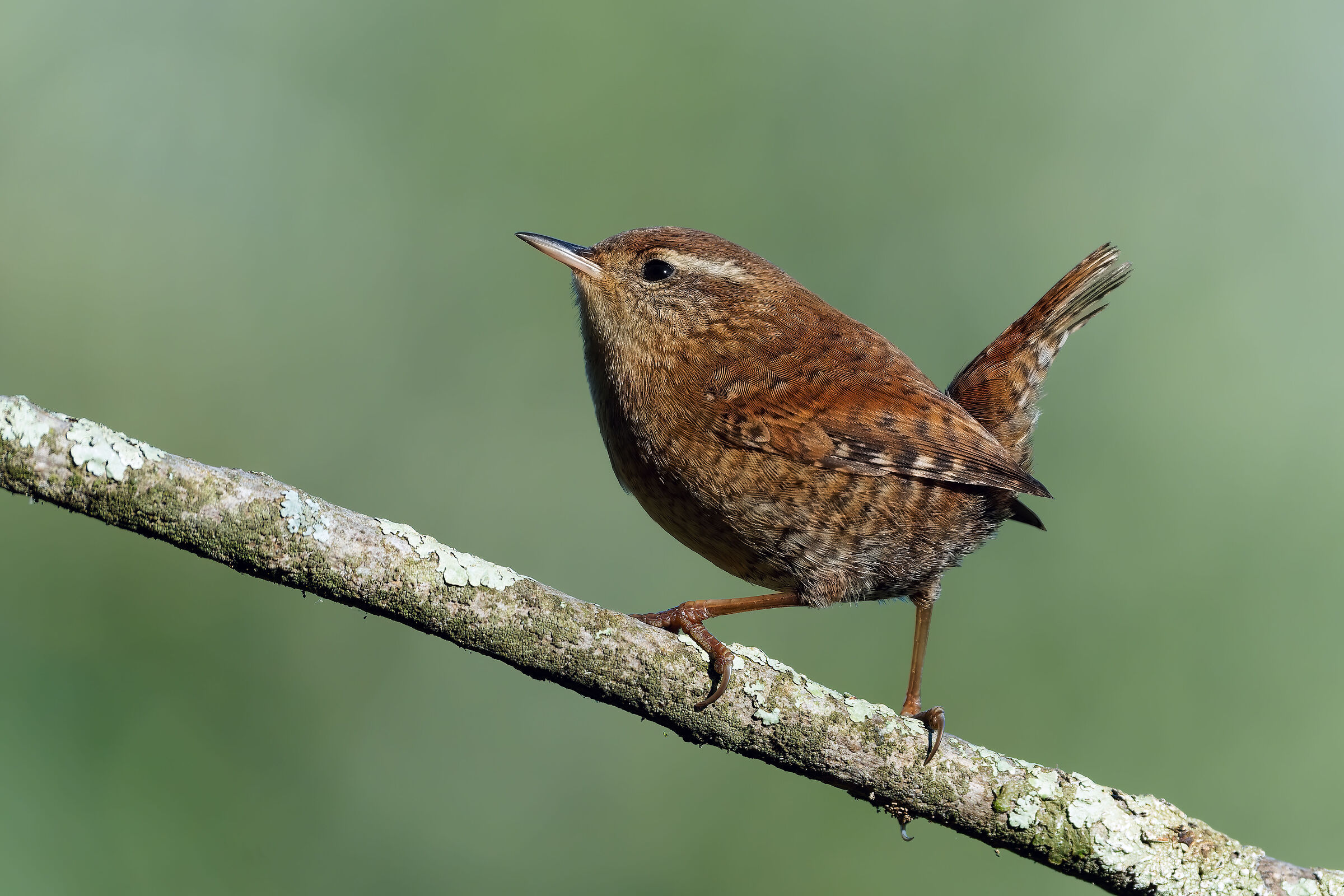 Wren