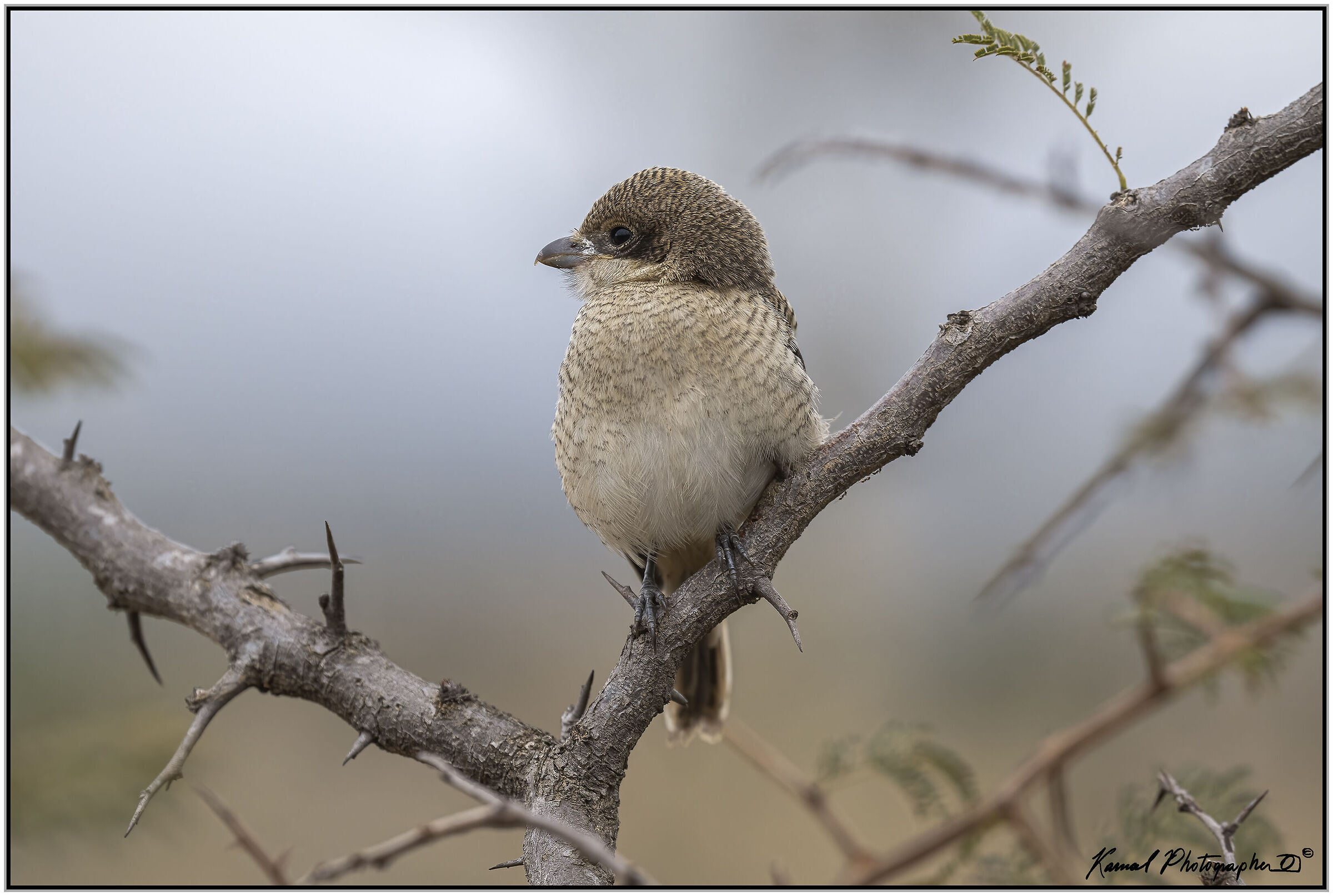 Lanius Humeralis (pullet)