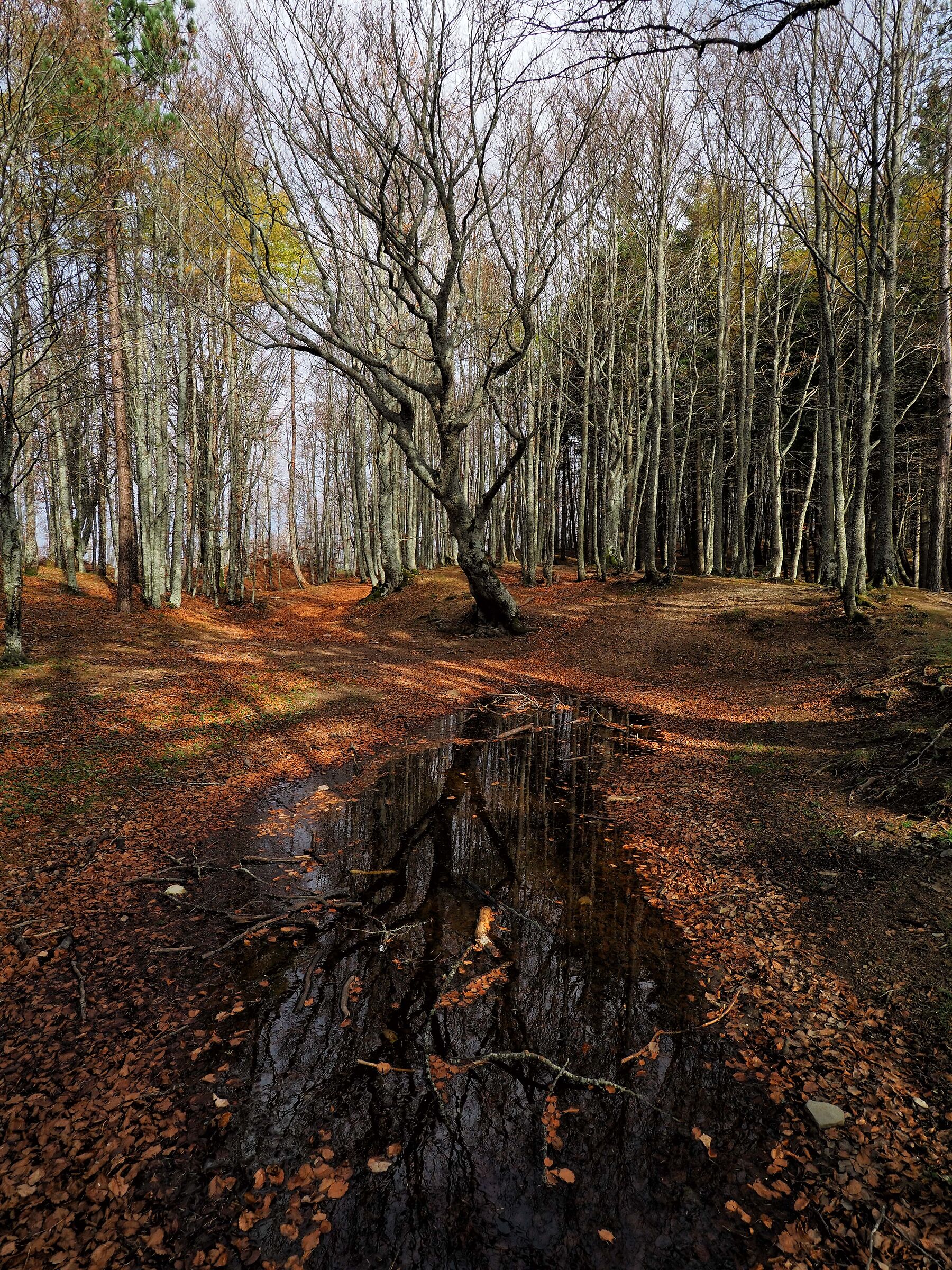 Reflections in the woods