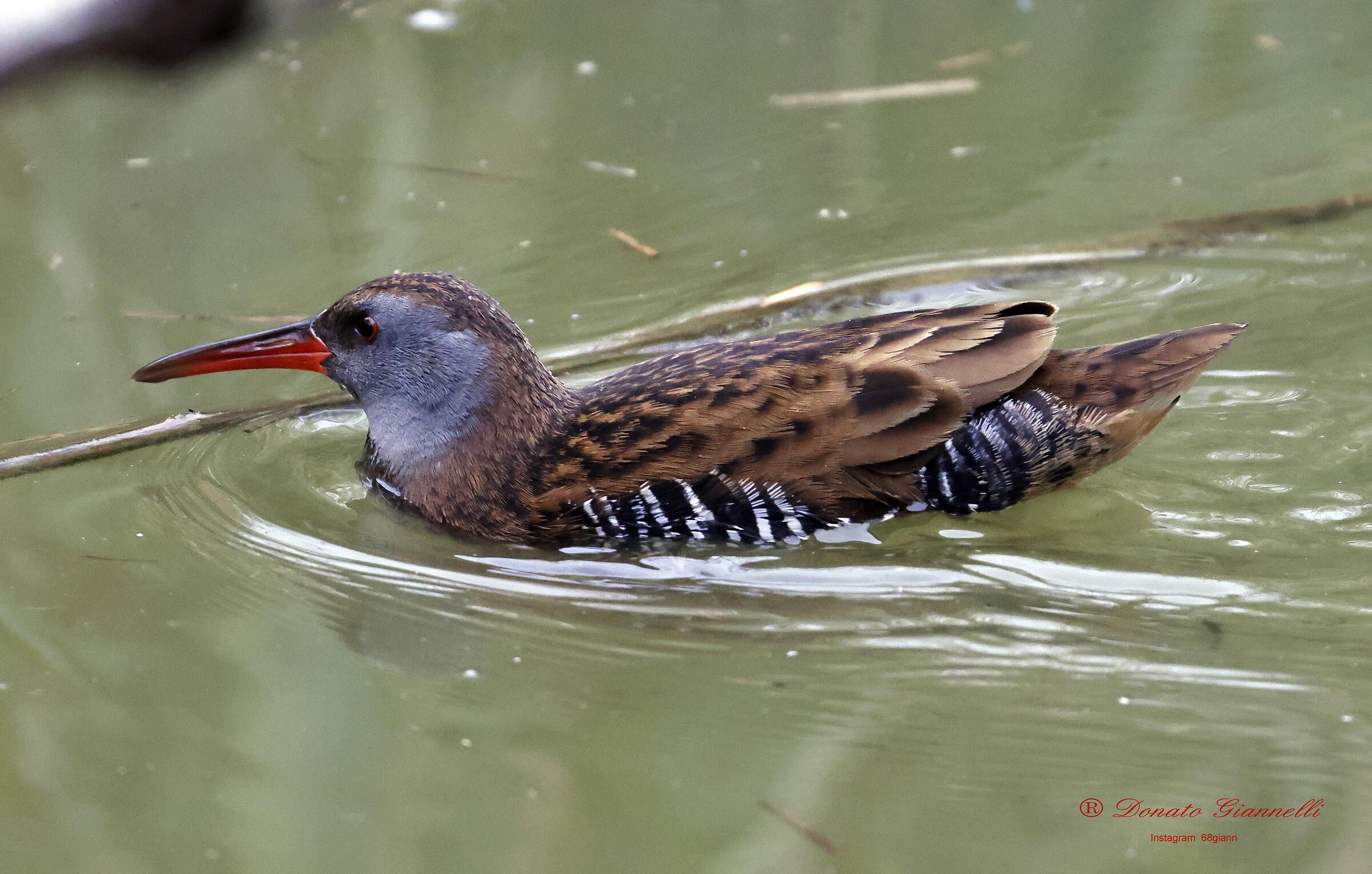 Water rail