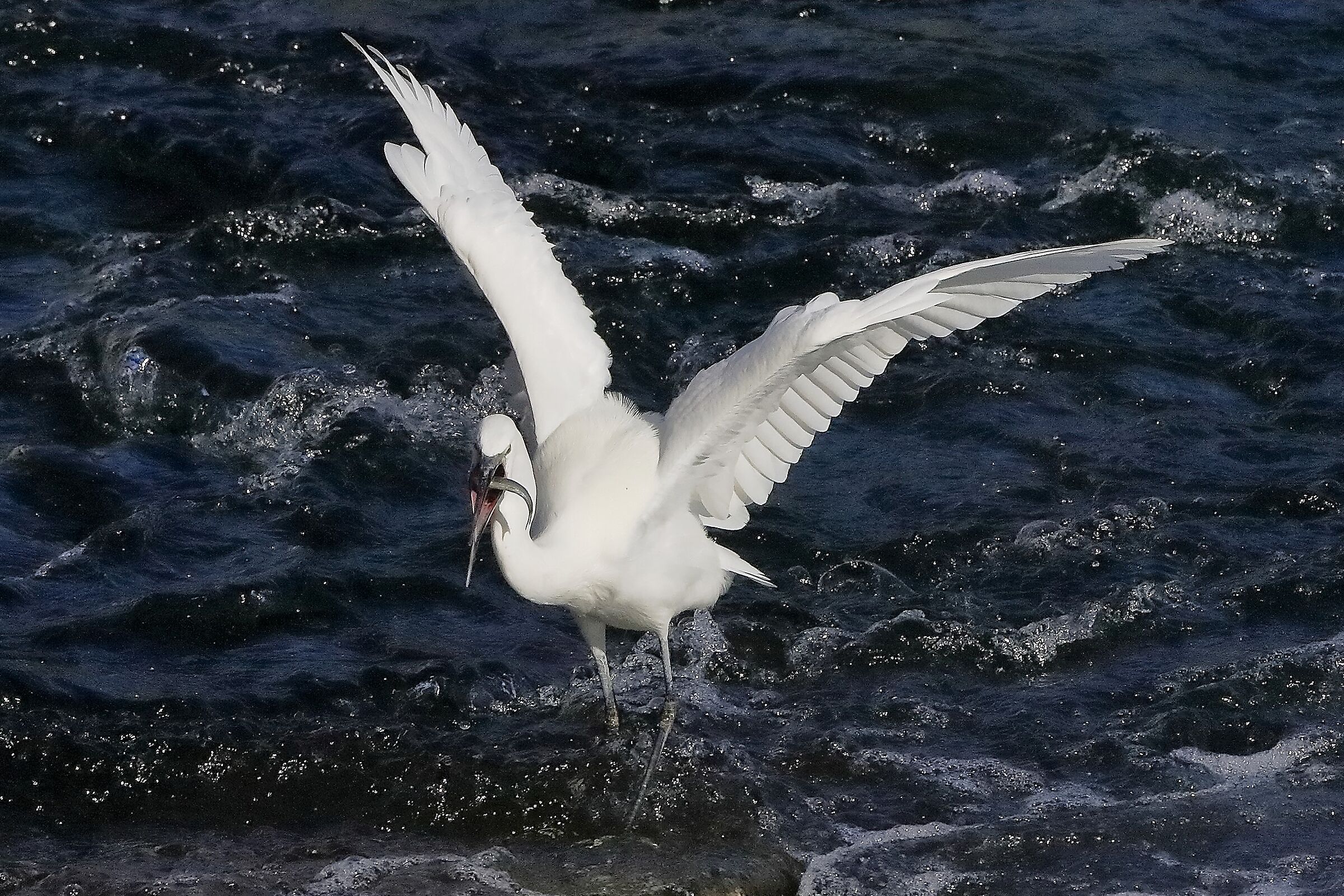 garzetta 22 ottobre 2022