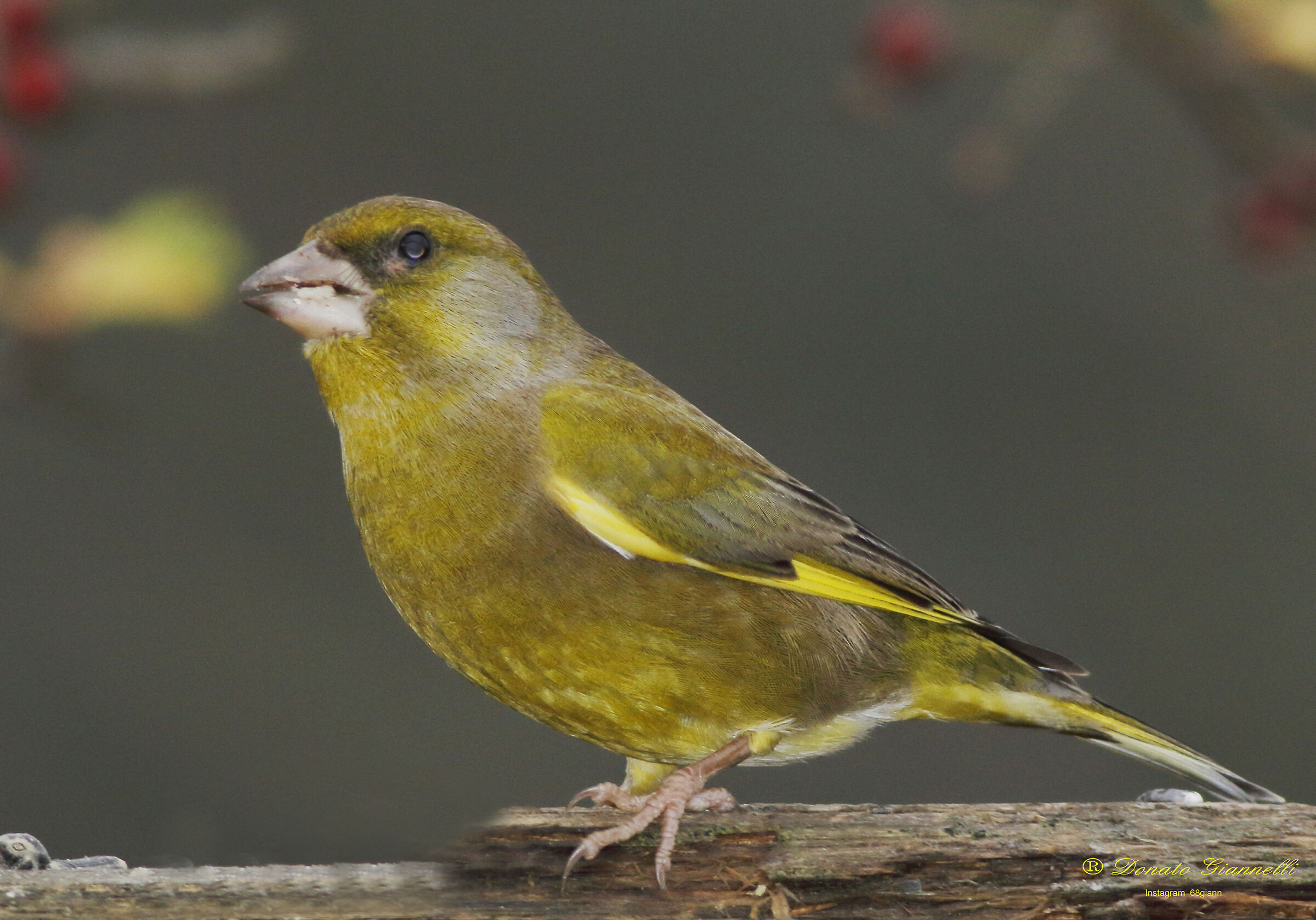 Greenfinch