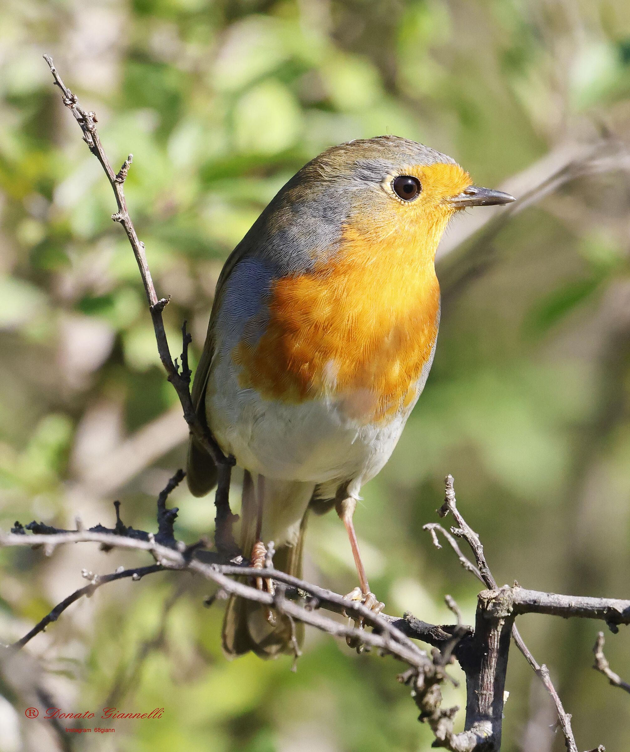 Pettirosso Parco della piana Sesto F.no Fi