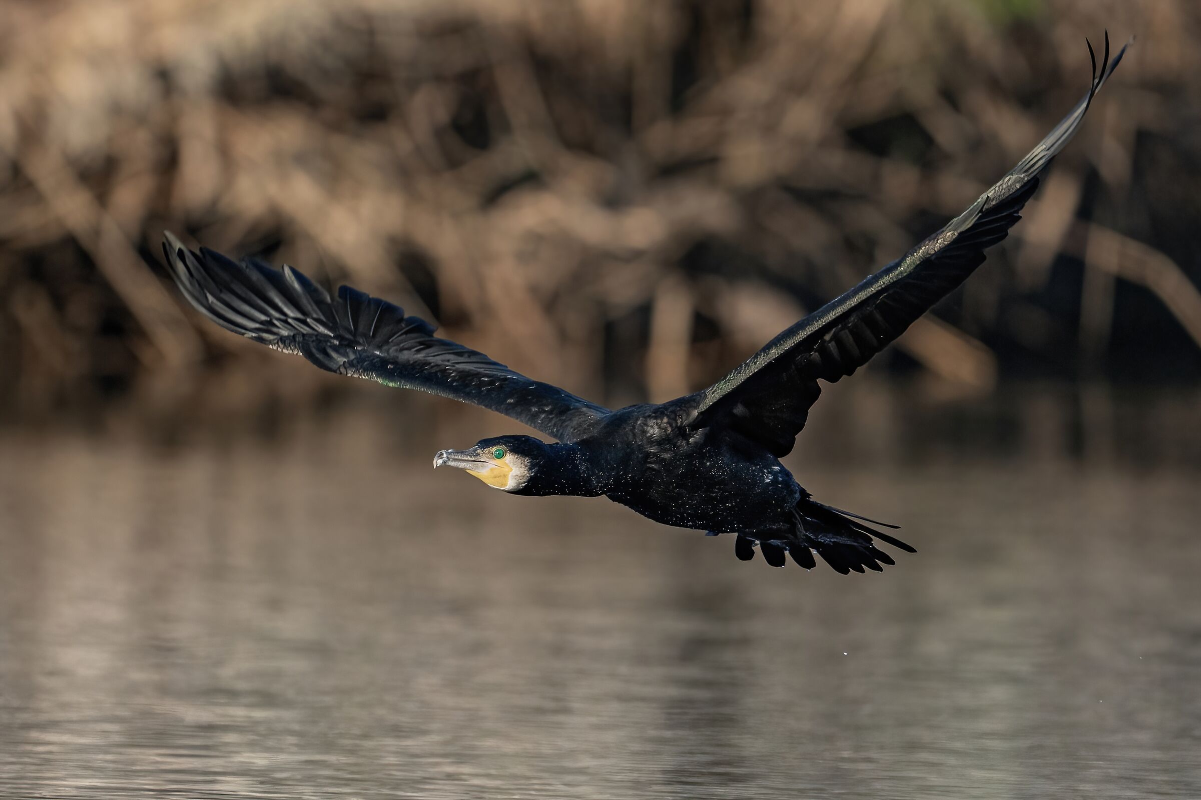 Cormorano (Phalacrocorax carbo)