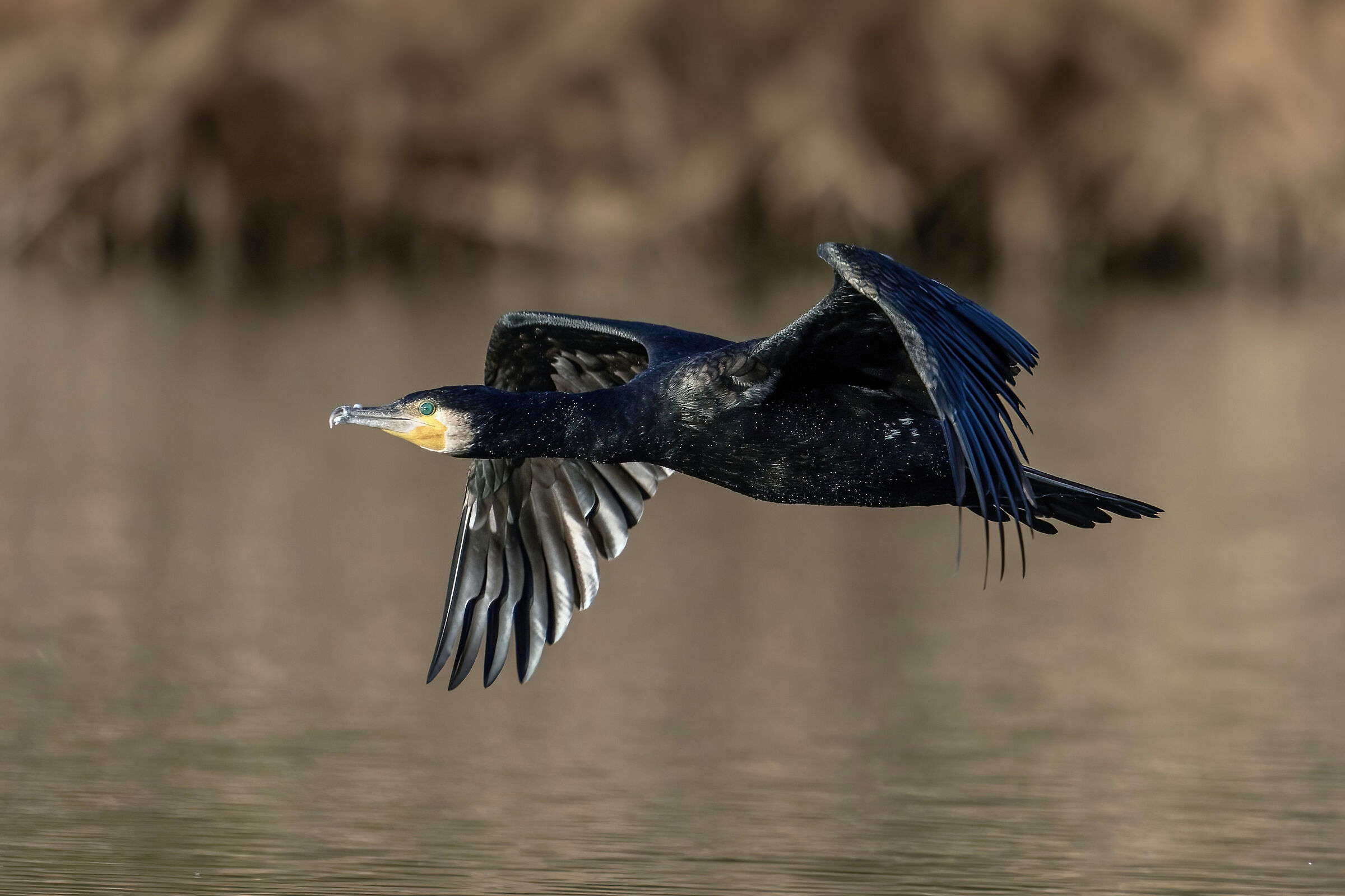 Cormorano (Phalacrocorax carbo)