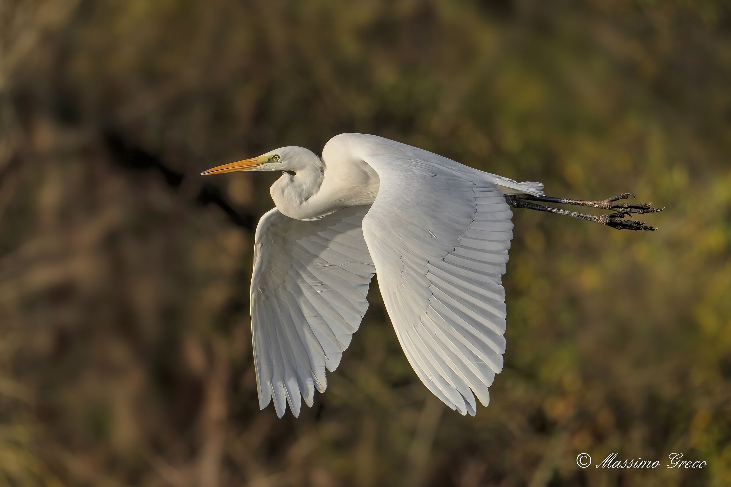 Great white heron (Casmerodius albus)