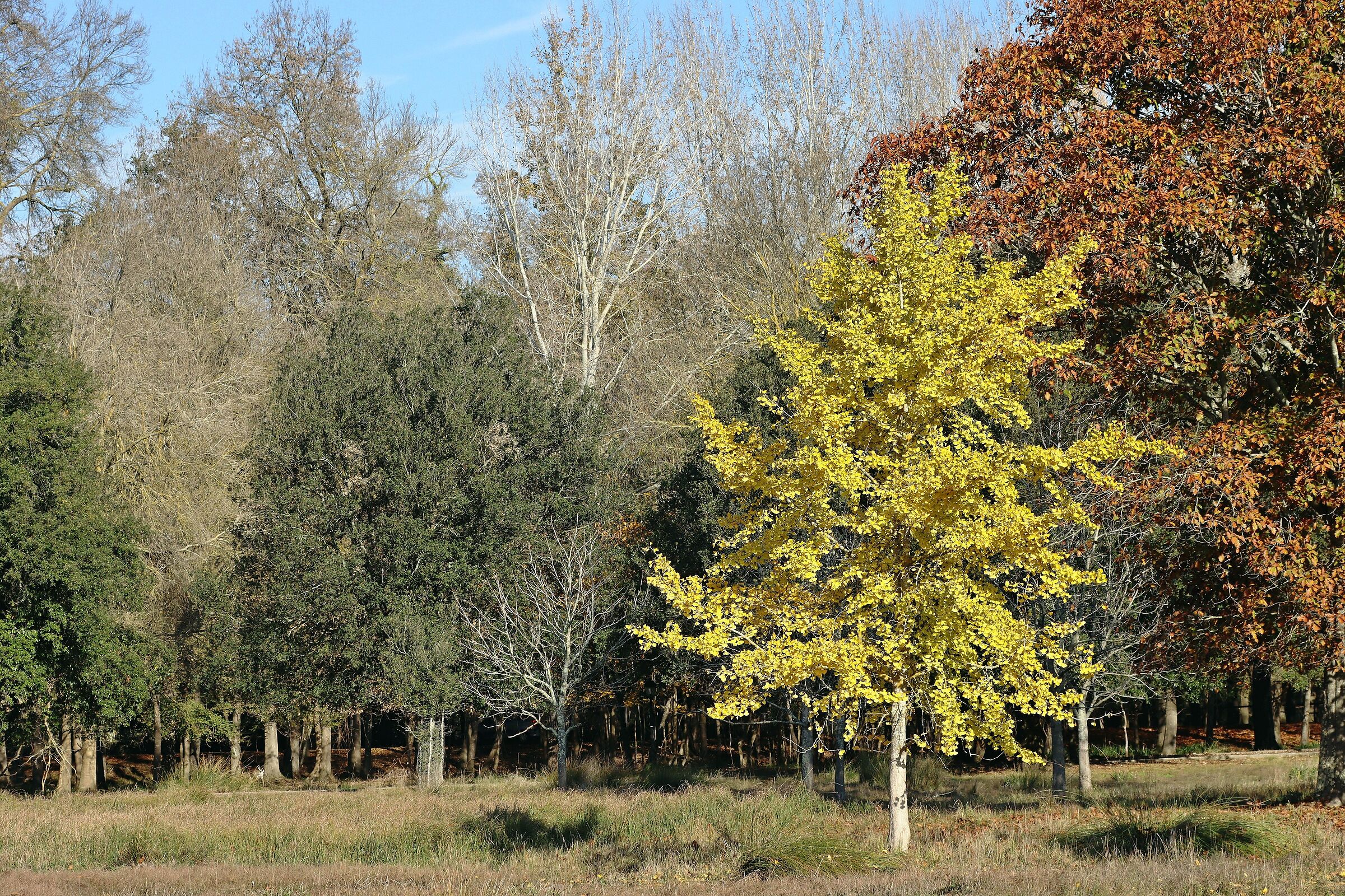 Autumn in San Rossore