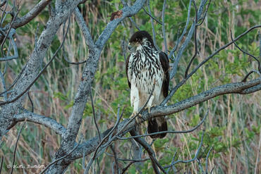 Hieraaetus spilogaster