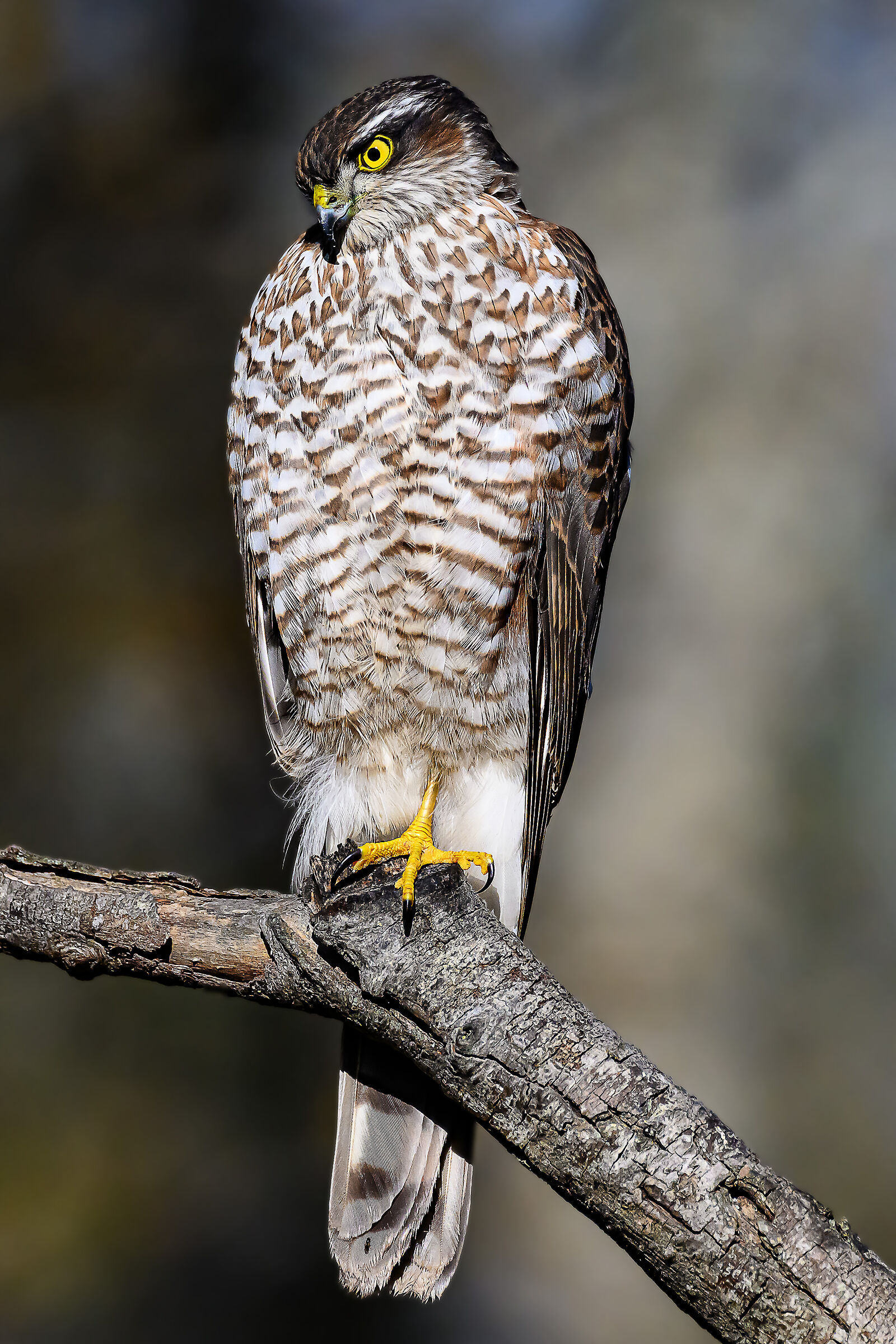 Sparrowhawk