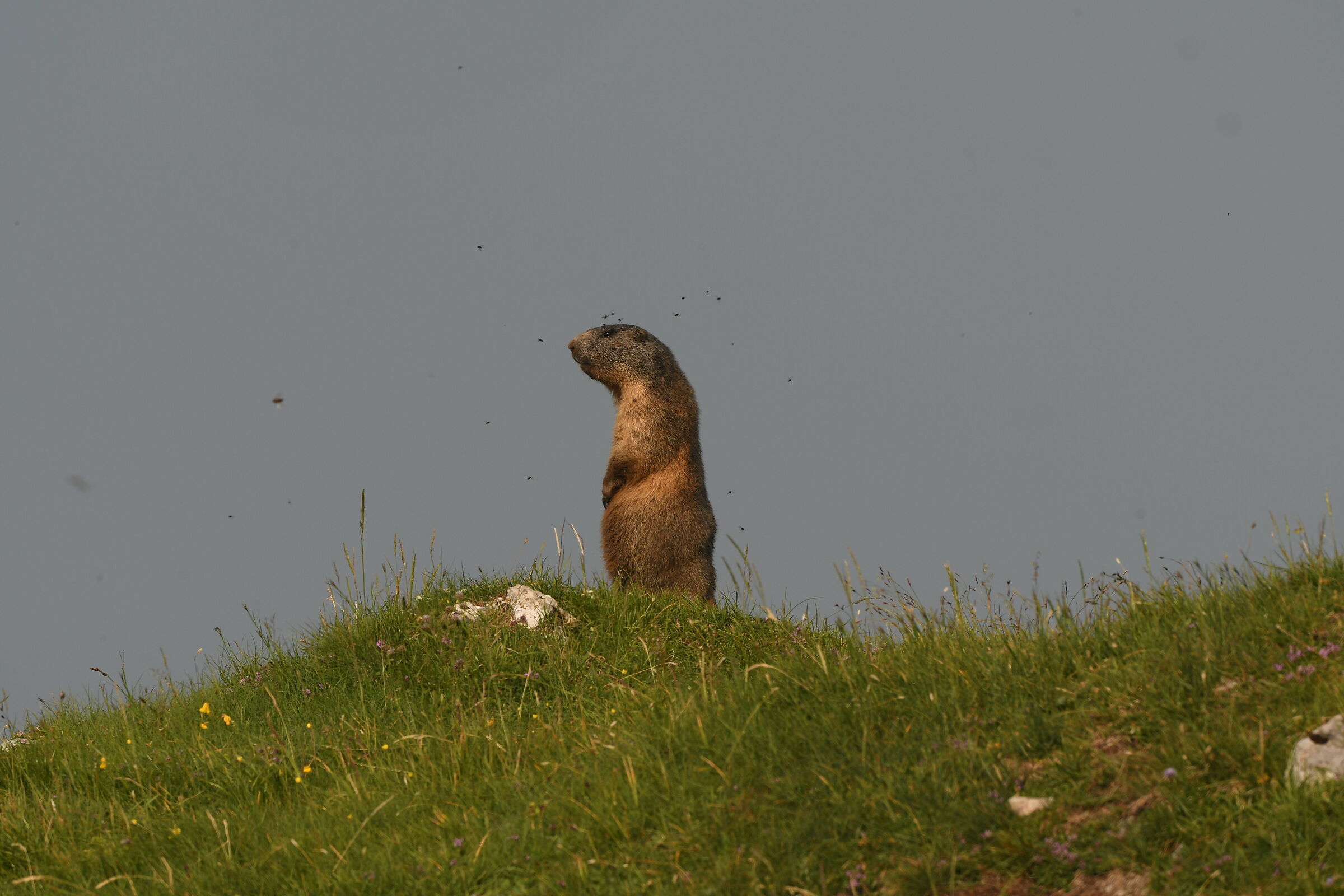 Marmotta