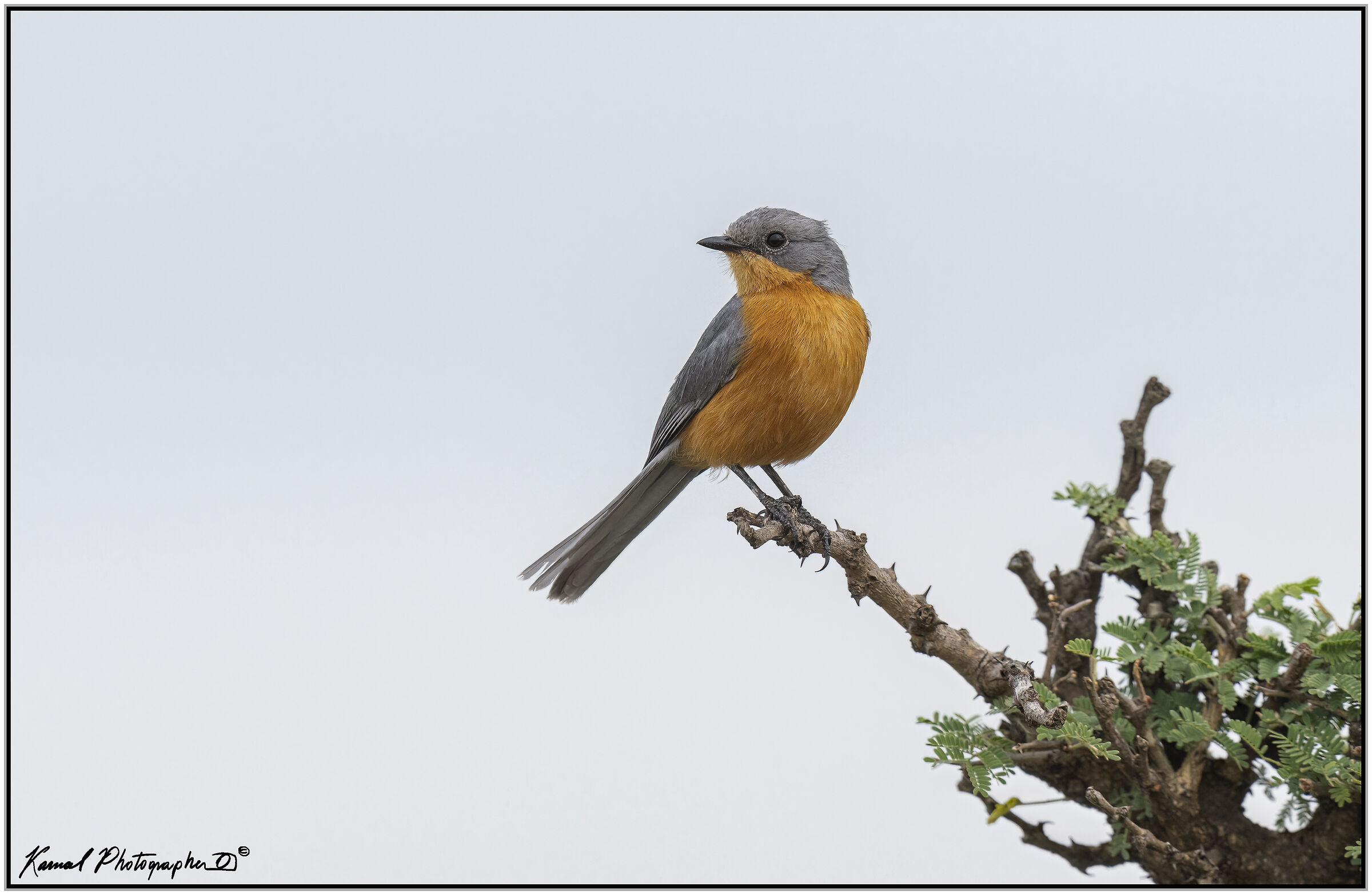 Empidornis semipartitus