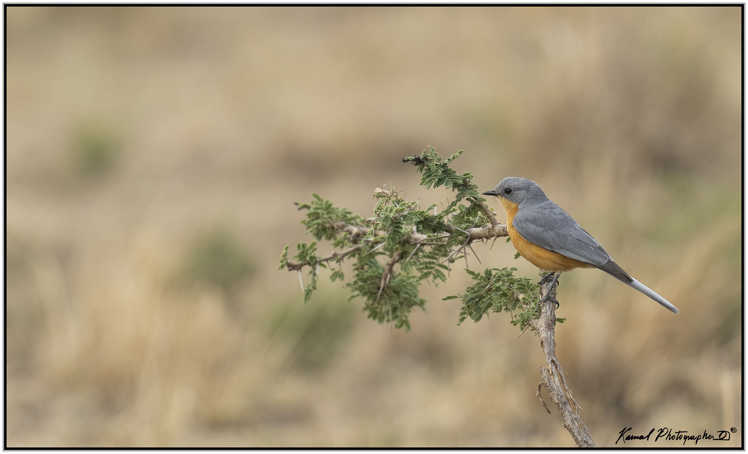 Empidornis semipartitus