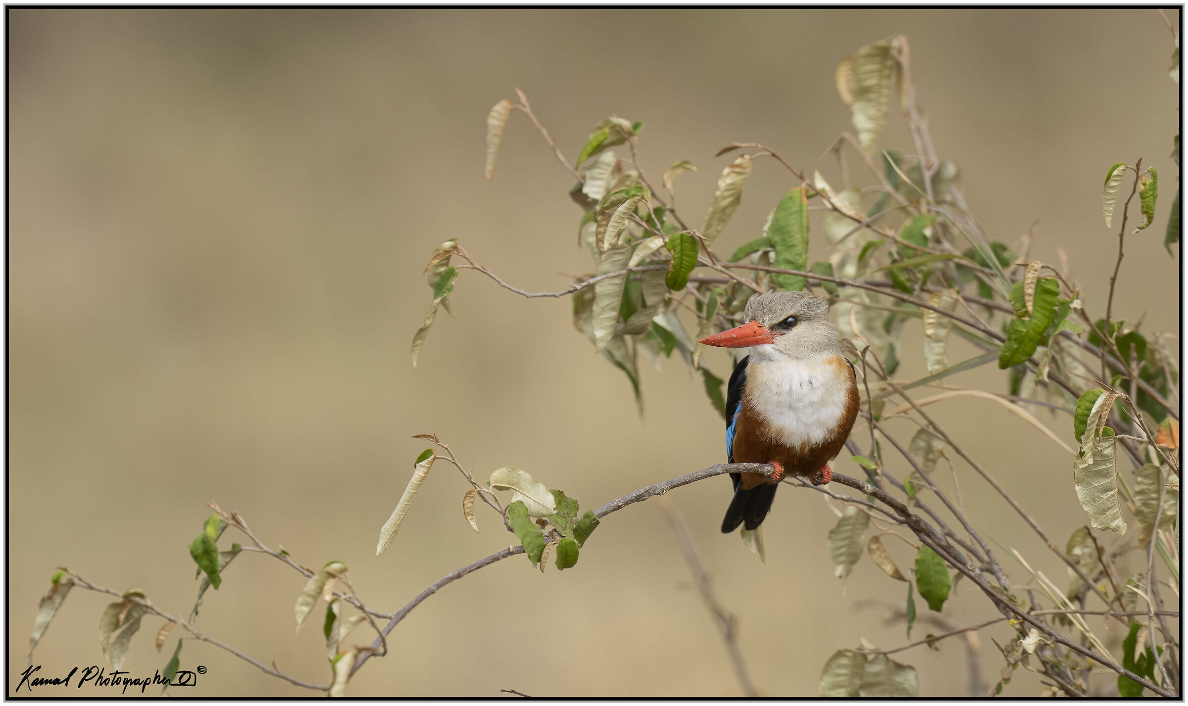 Halcyon leucocephala