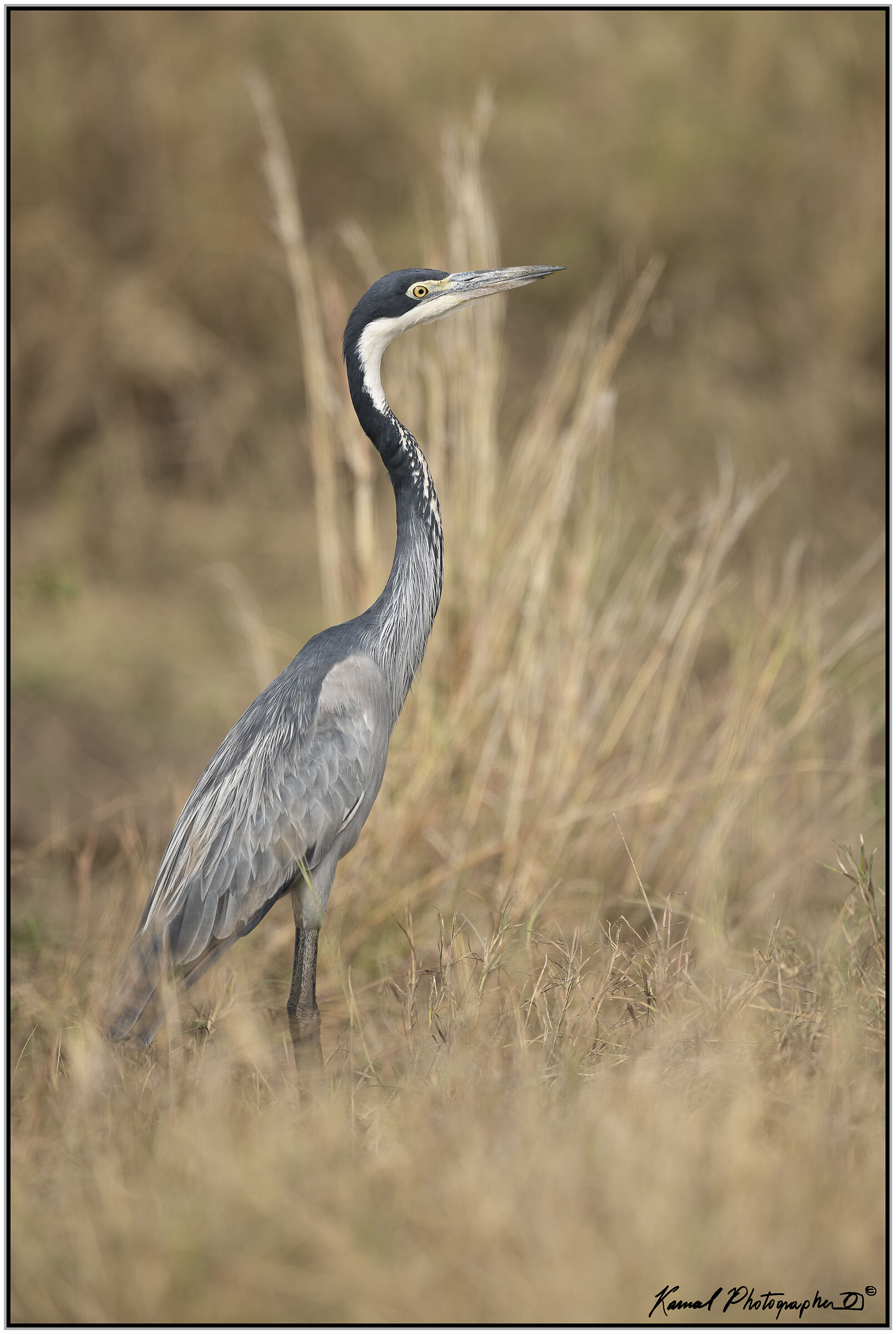 Ardea melanocephala