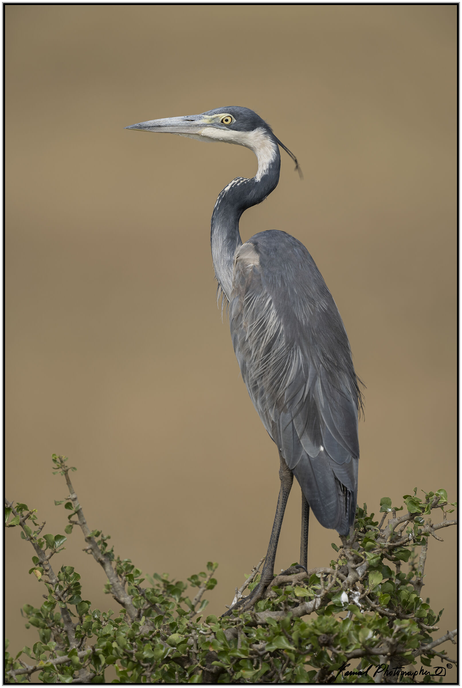 Ardea melanocephala