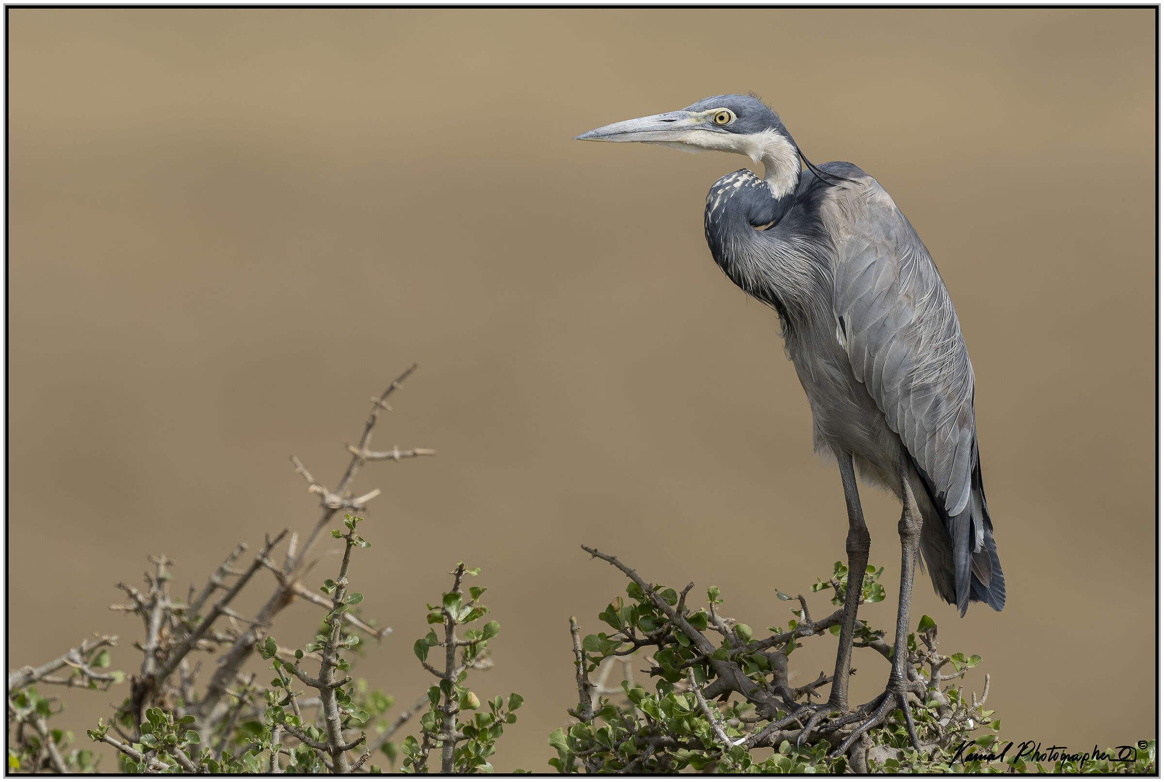 Ardea melanocephala