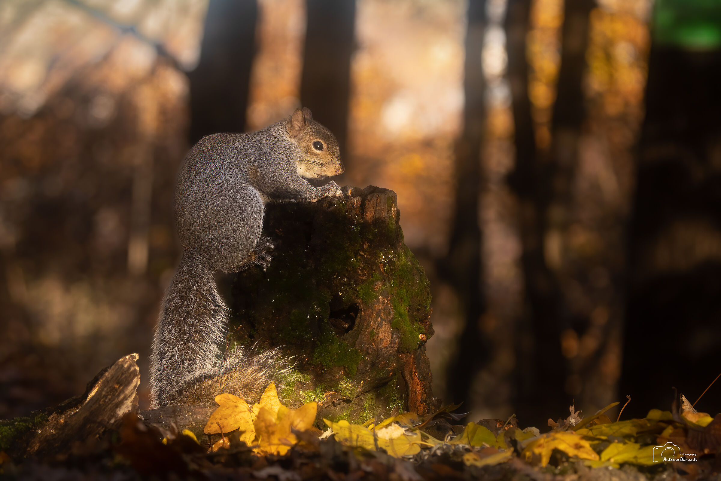 The squirrel in autumn atmosphere