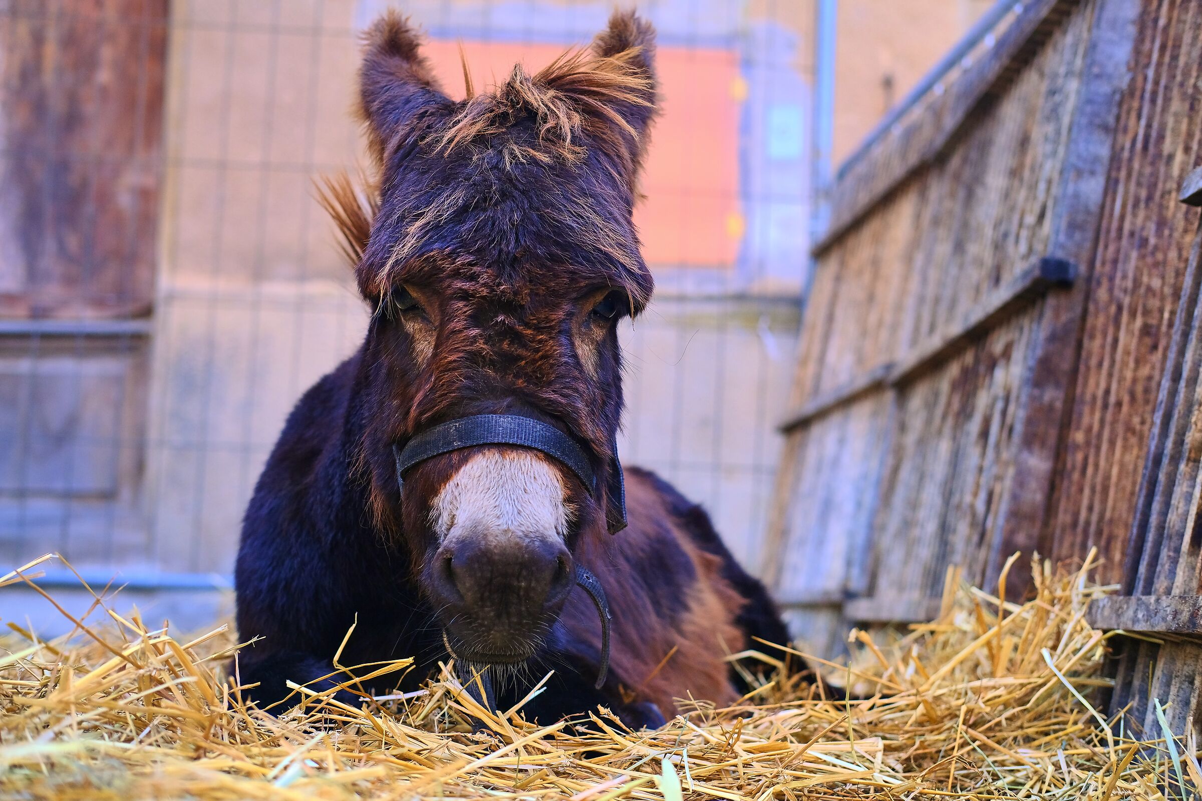 The rest of the "warrior"