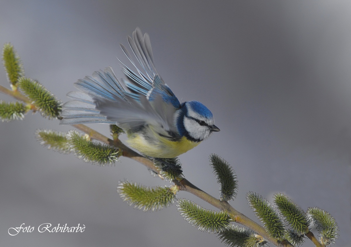 Cinciarella..sfarfallante...