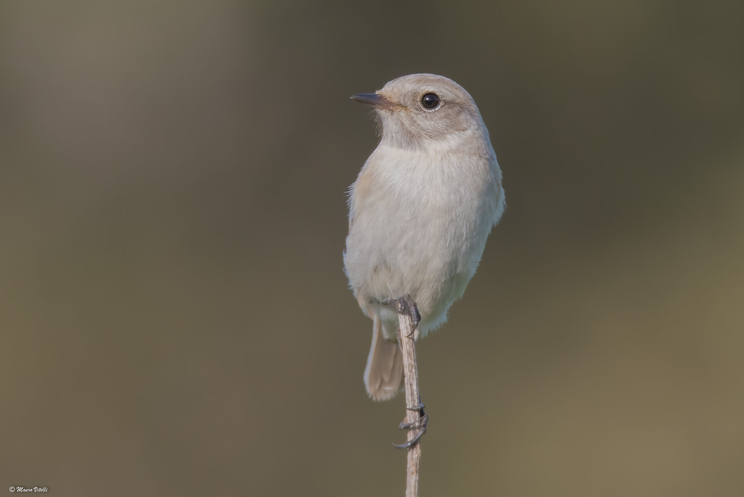 Saltimpalo Leucistico