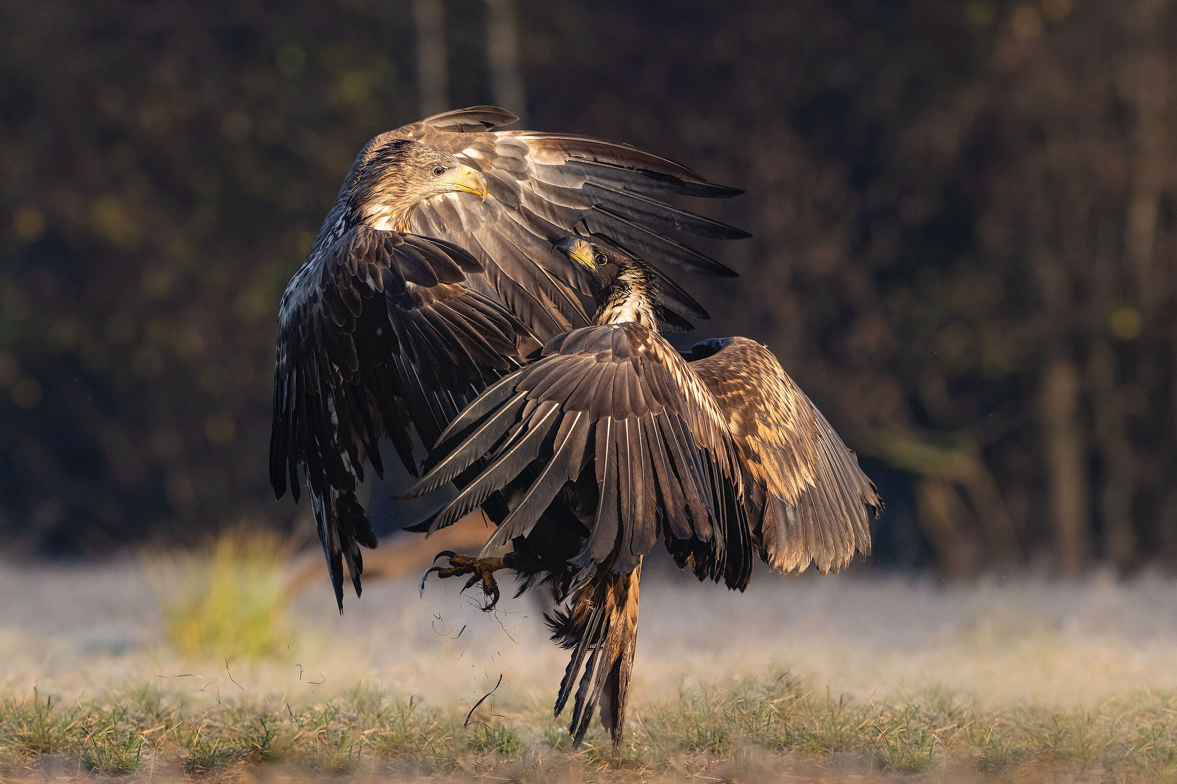Face to face ... sea eagle in fighting