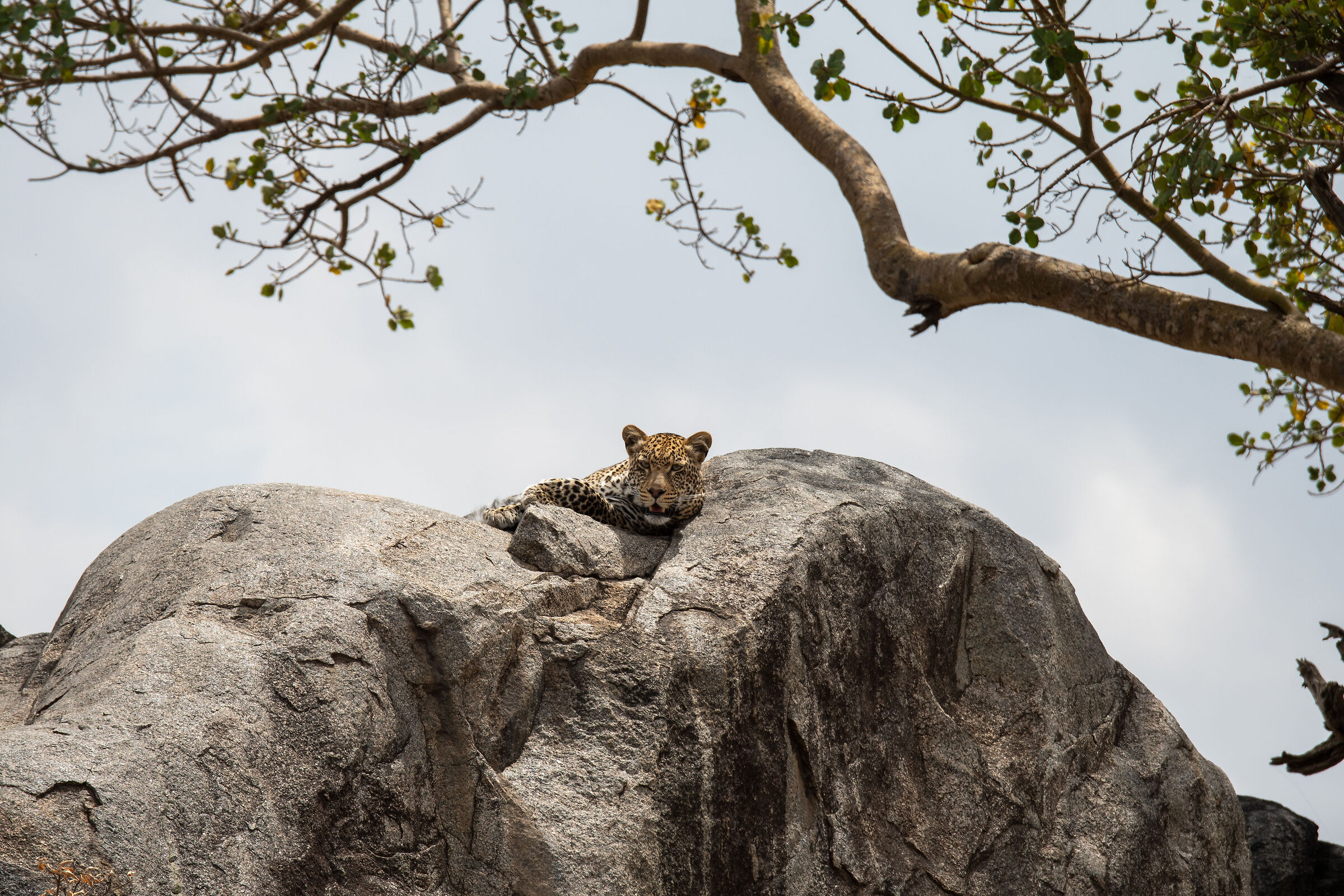 Serengeti National Park, Tanzania