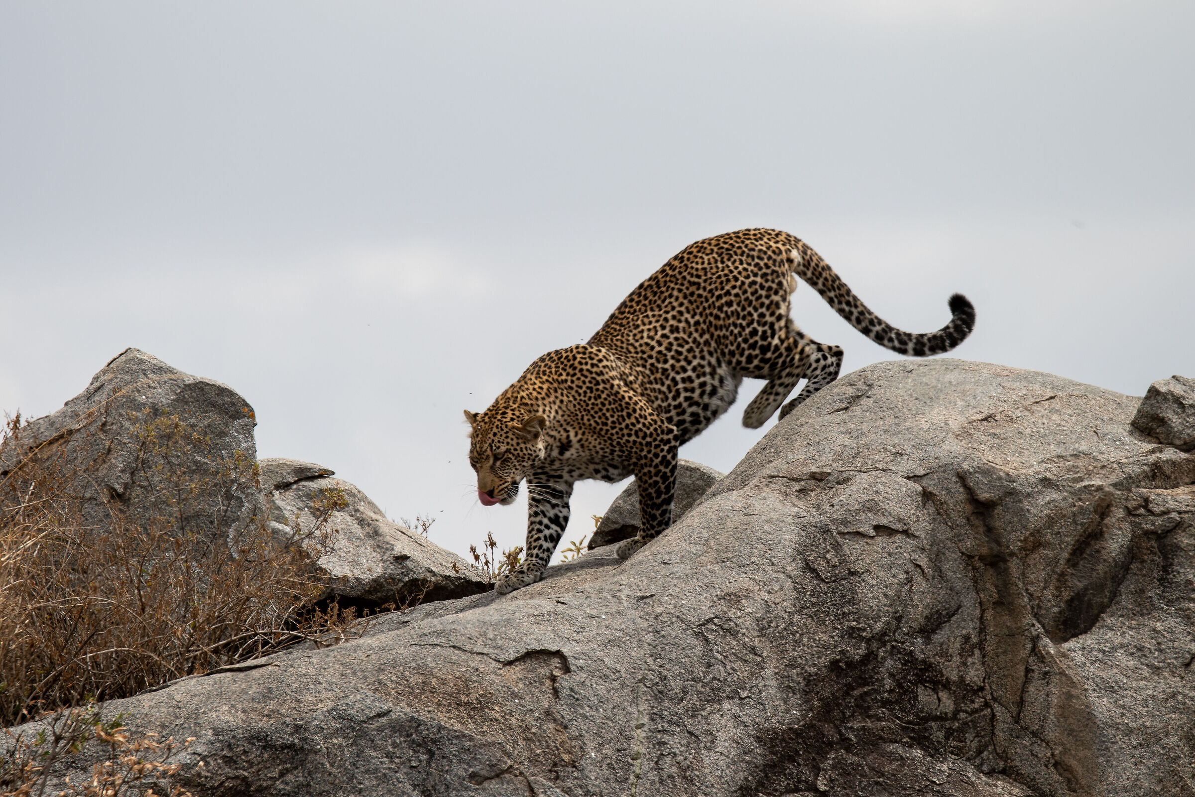 Serengeti National Park, Tanzania