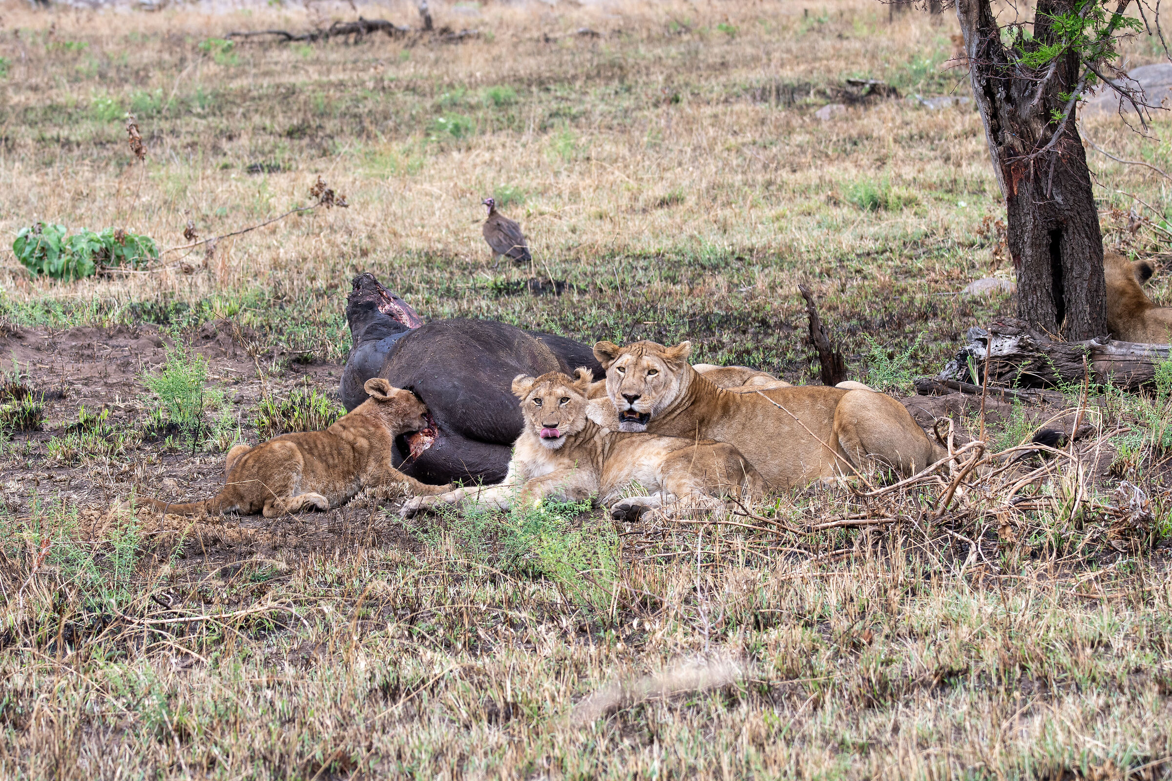 Serengeti National Park, Tanzania