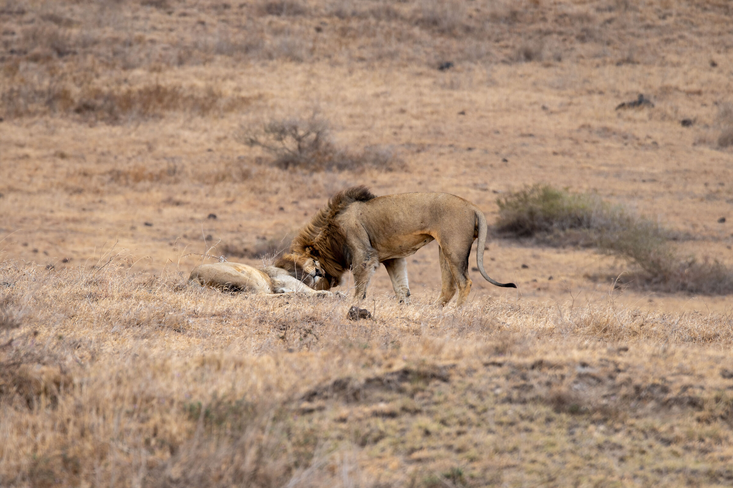 Ngorongoro Crater, Tanzania