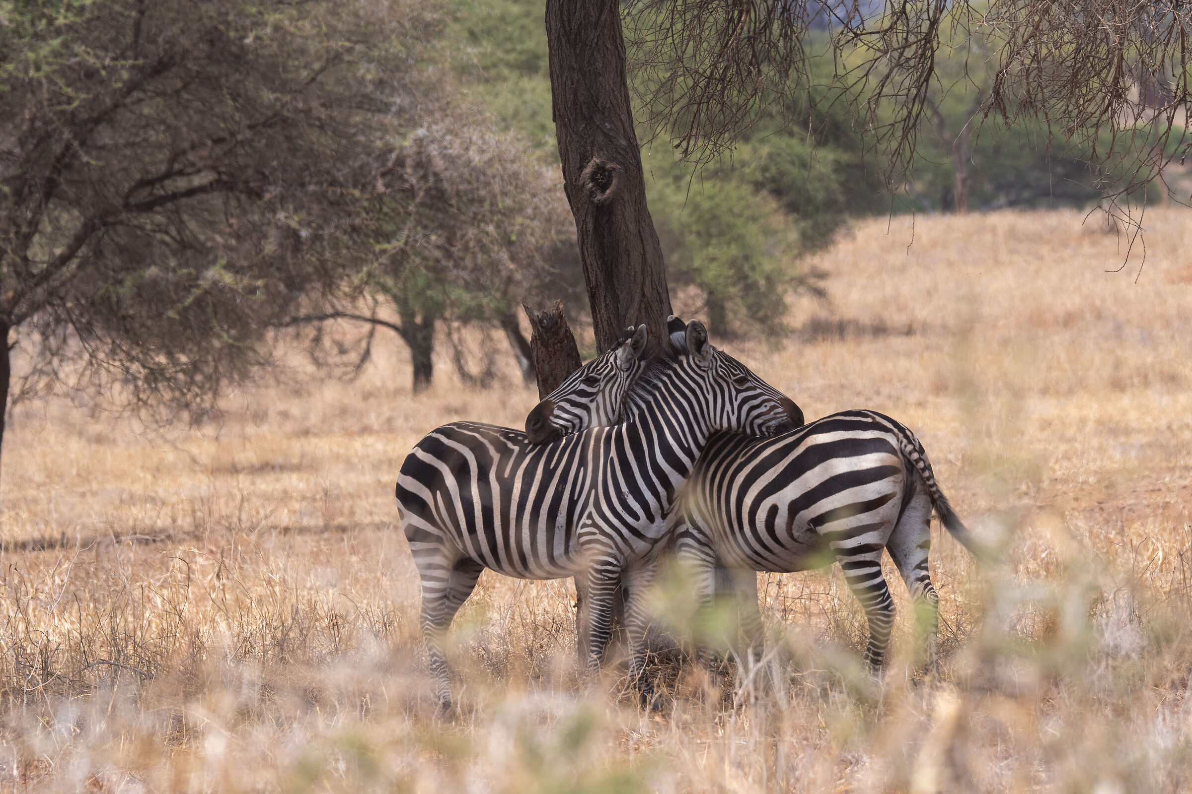 Abbracci nel Tarangire!!